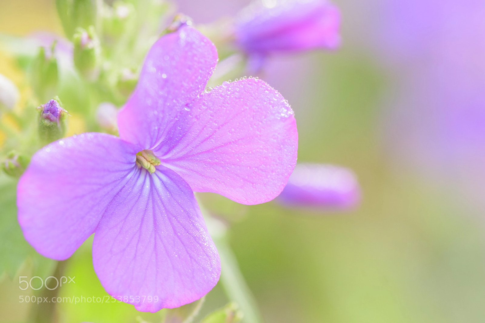 Nikon D5500 sample photo. I call you..when i photography