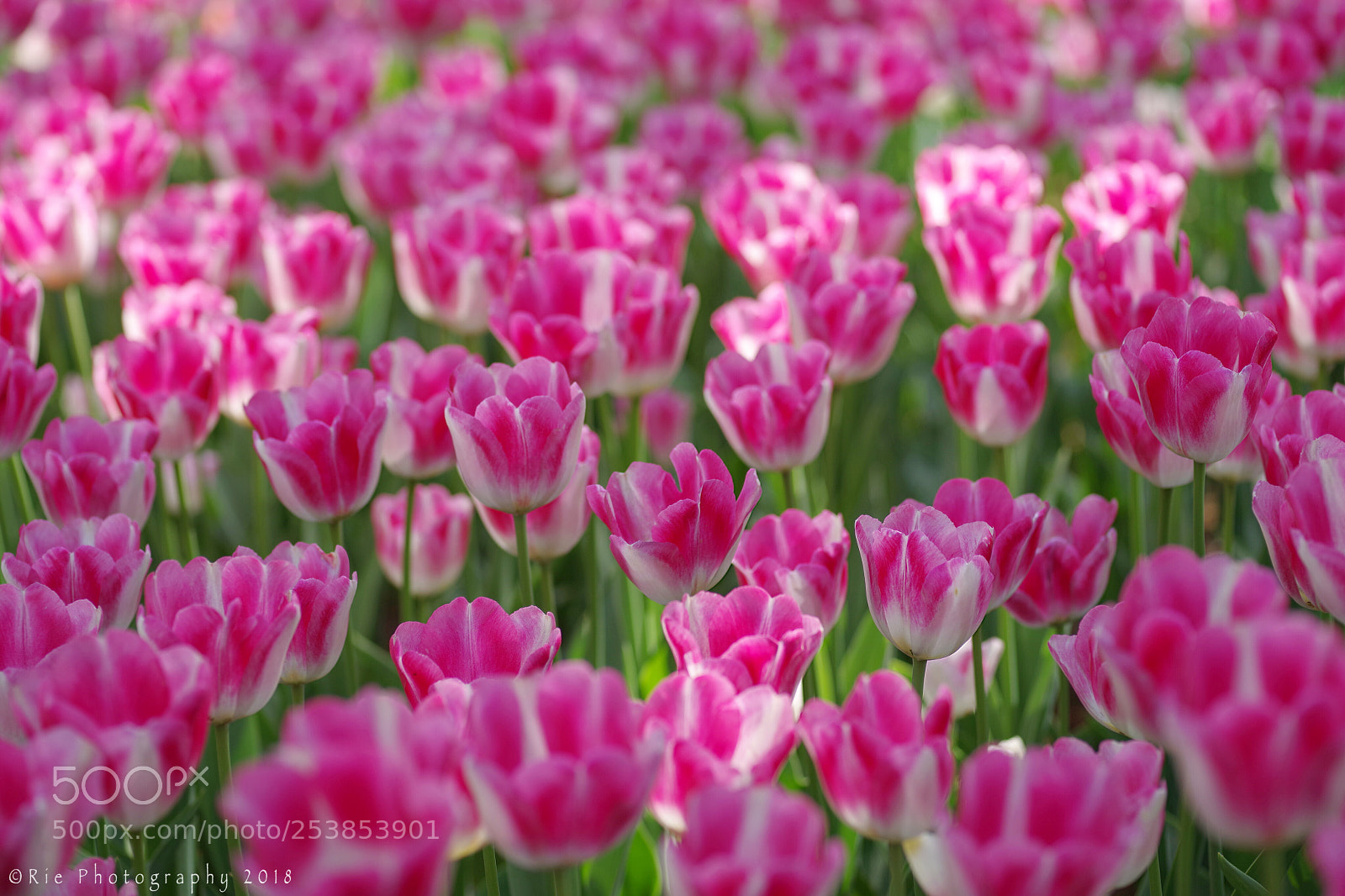 Pentax K-1 sample photo. Full bloom photography