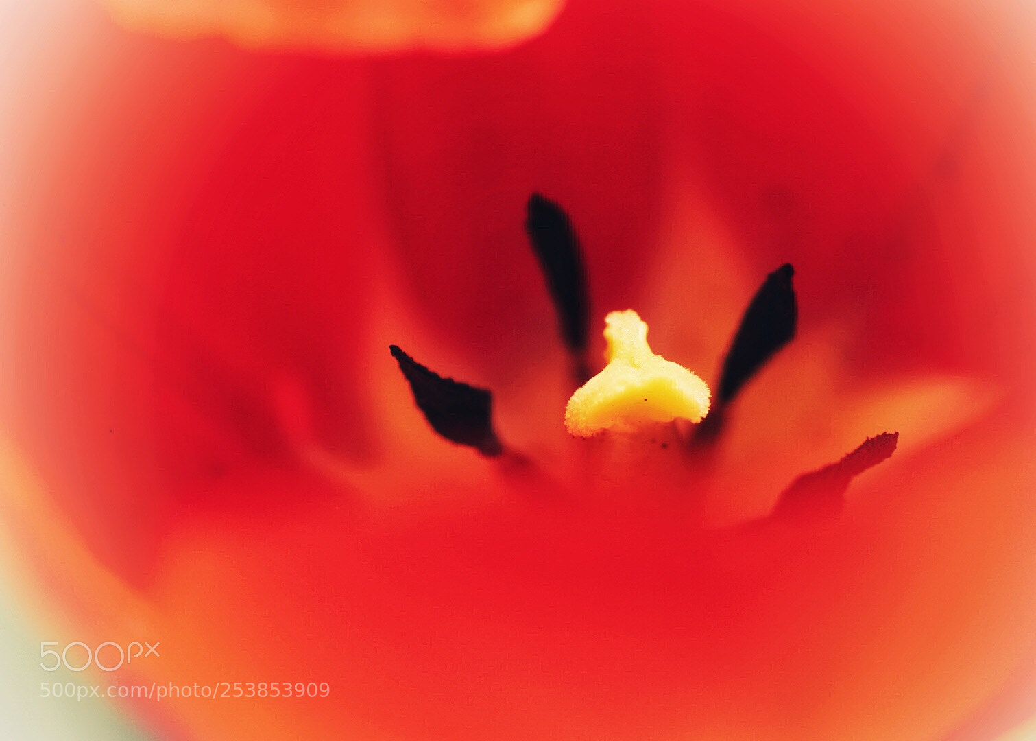 Sony ILCA-77M2 sample photo. Red spring photography