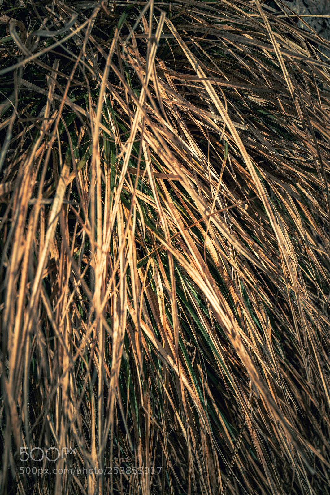 Sony Cyber-shot DSC-RX1 sample photo. Bunch of fresh grass photography