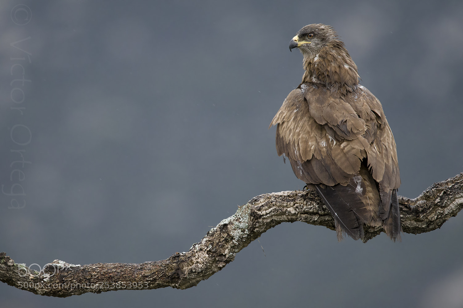 Nikon D500 sample photo. Black kite photography