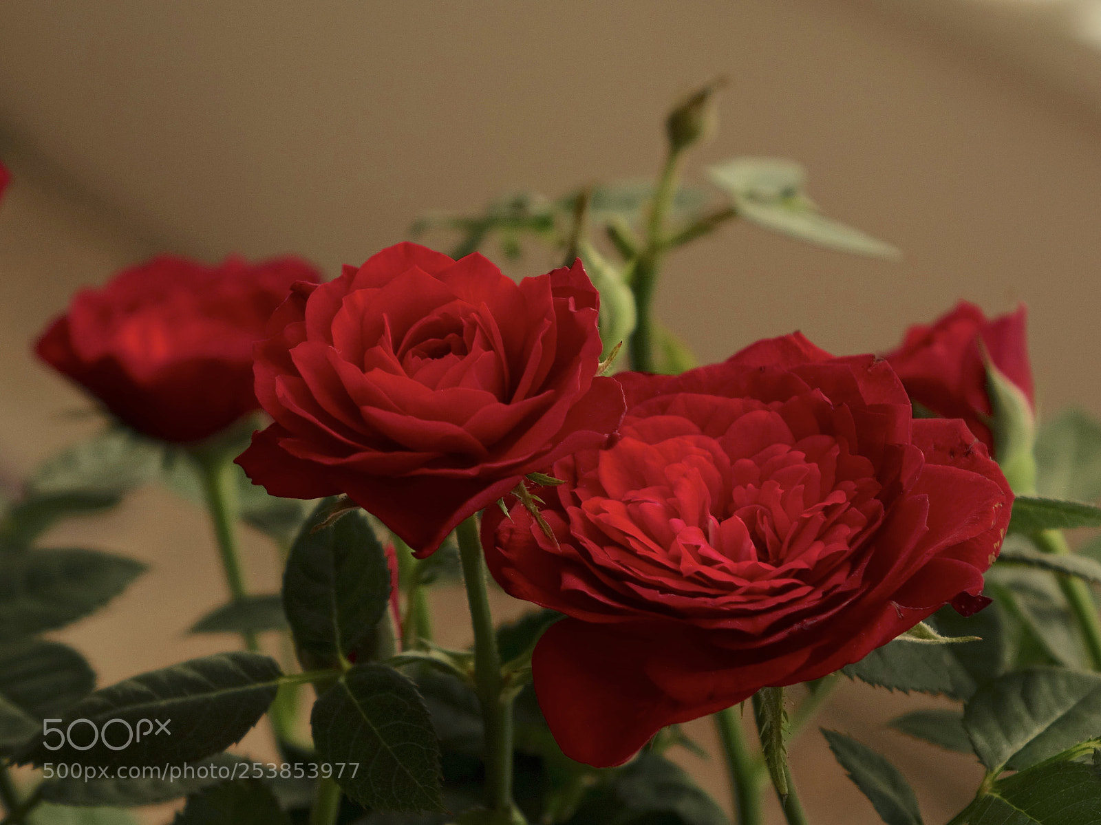 Sony Cyber-shot DSC-RX10 sample photo. Untitled photography