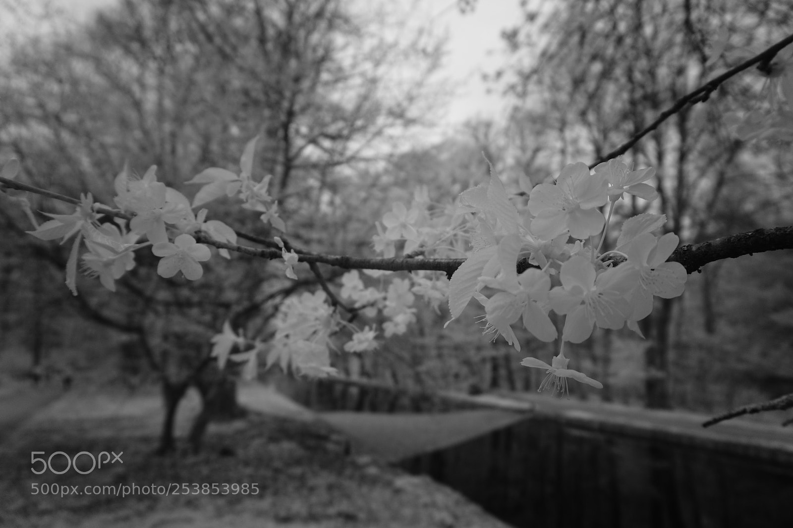 Sony a6000 sample photo. Schlossgarten nymphenburg photography