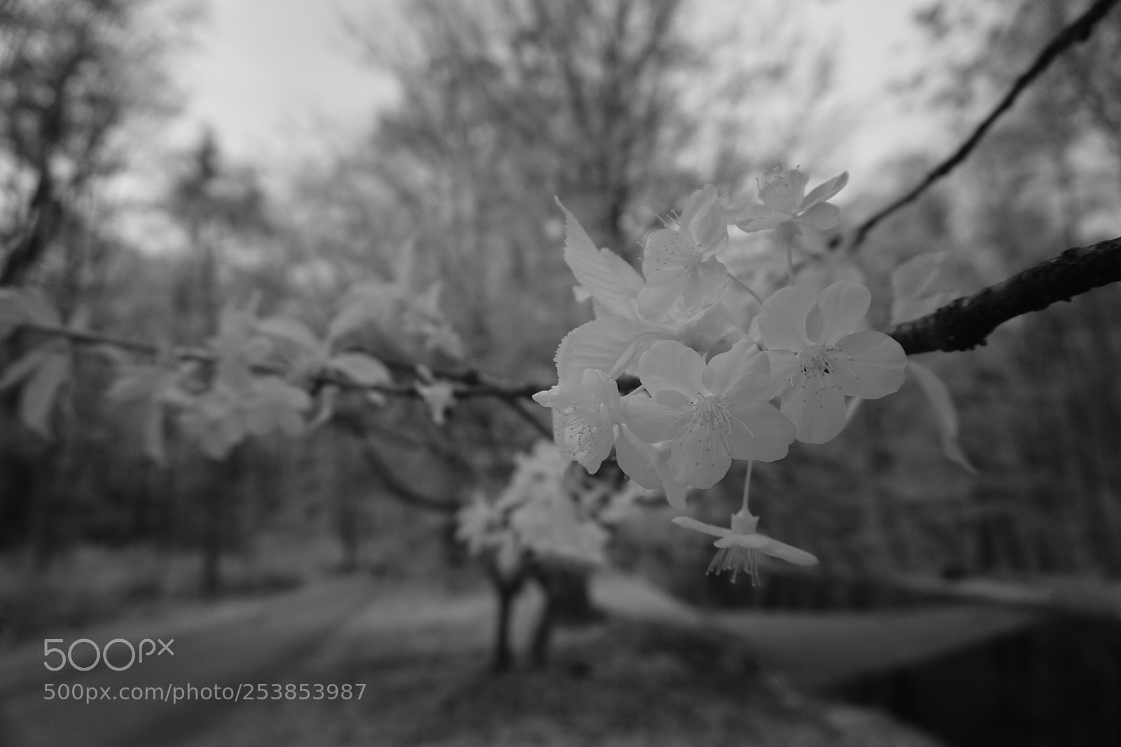 Sony a6000 sample photo. Infrarotfotografie photography