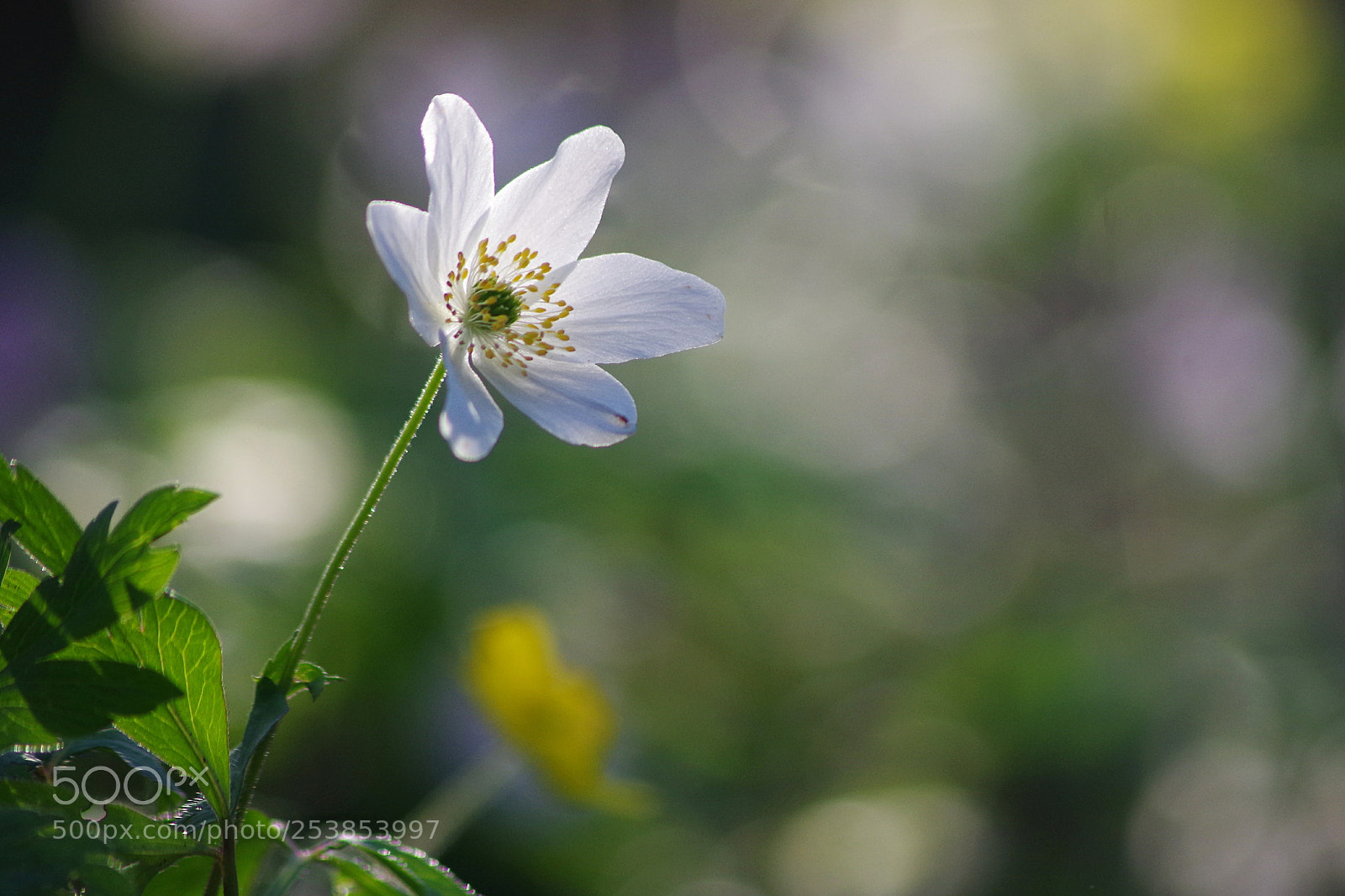 Pentax K-50 sample photo. Windflower photography