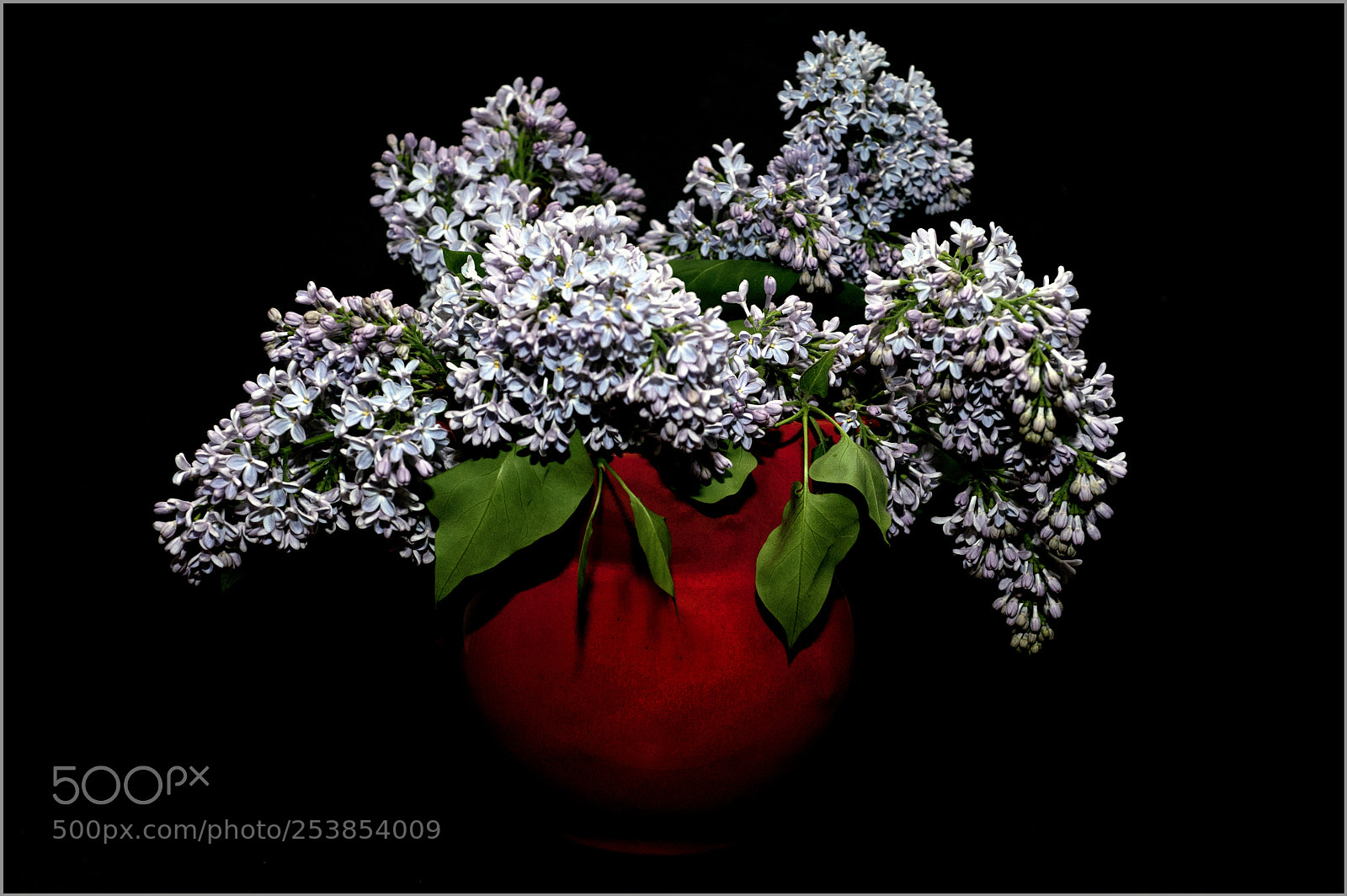 Nikon D700 sample photo. *** photography