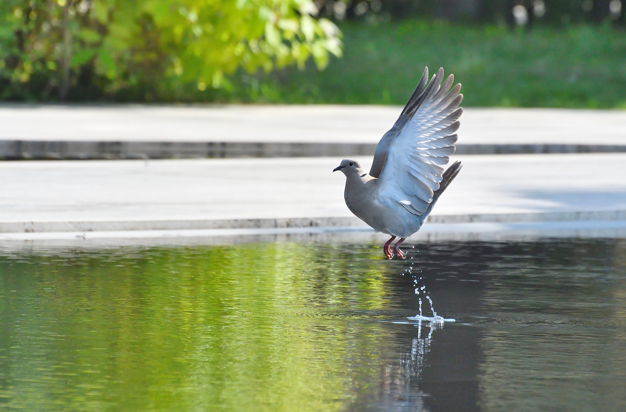Nikon D500 sample photo. Dove photography