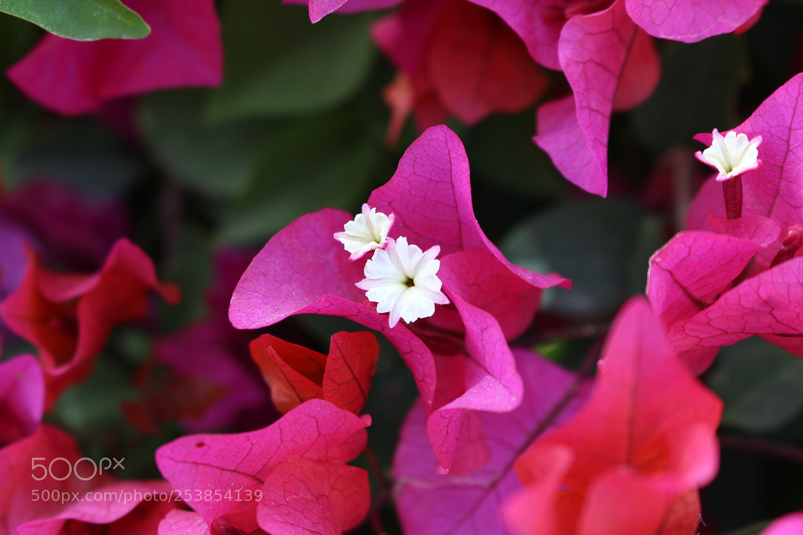 Canon EOS 700D (EOS Rebel T5i / EOS Kiss X7i) sample photo. I love this flower photography