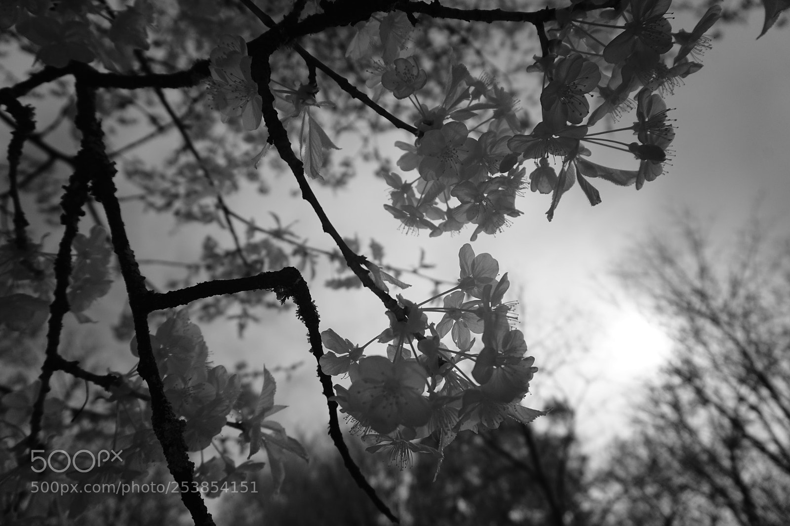 Sony a6000 sample photo. Infrarot photography