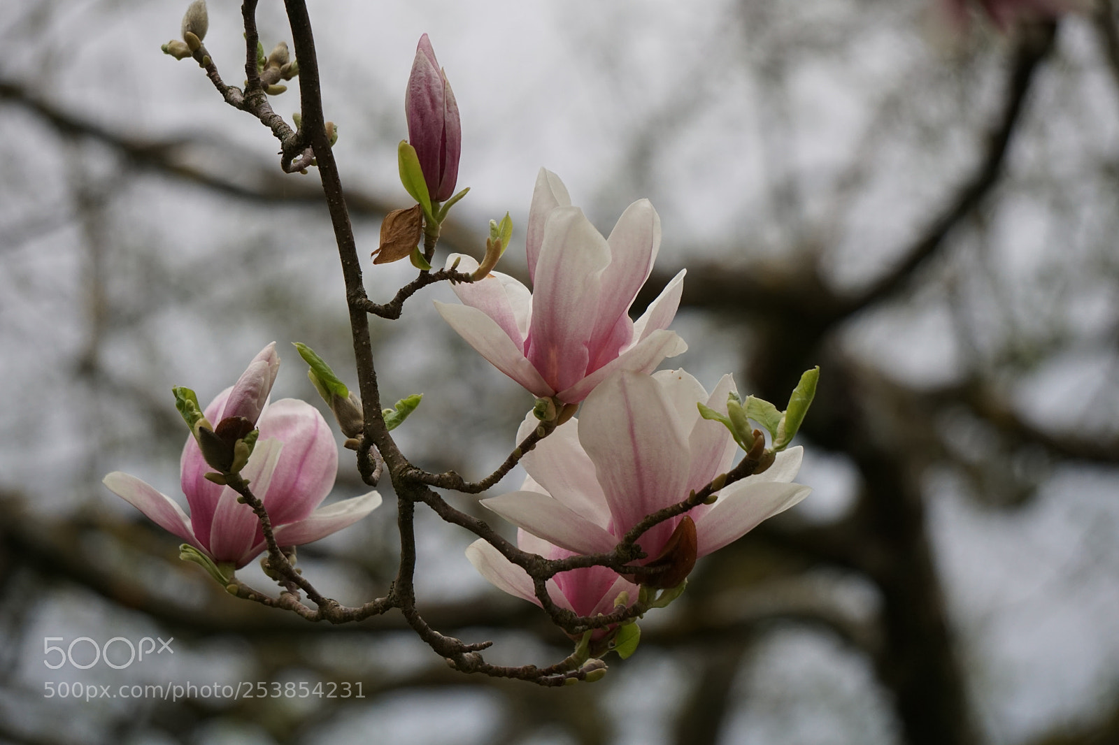 Sony a6000 sample photo. Magnolienblüte photography