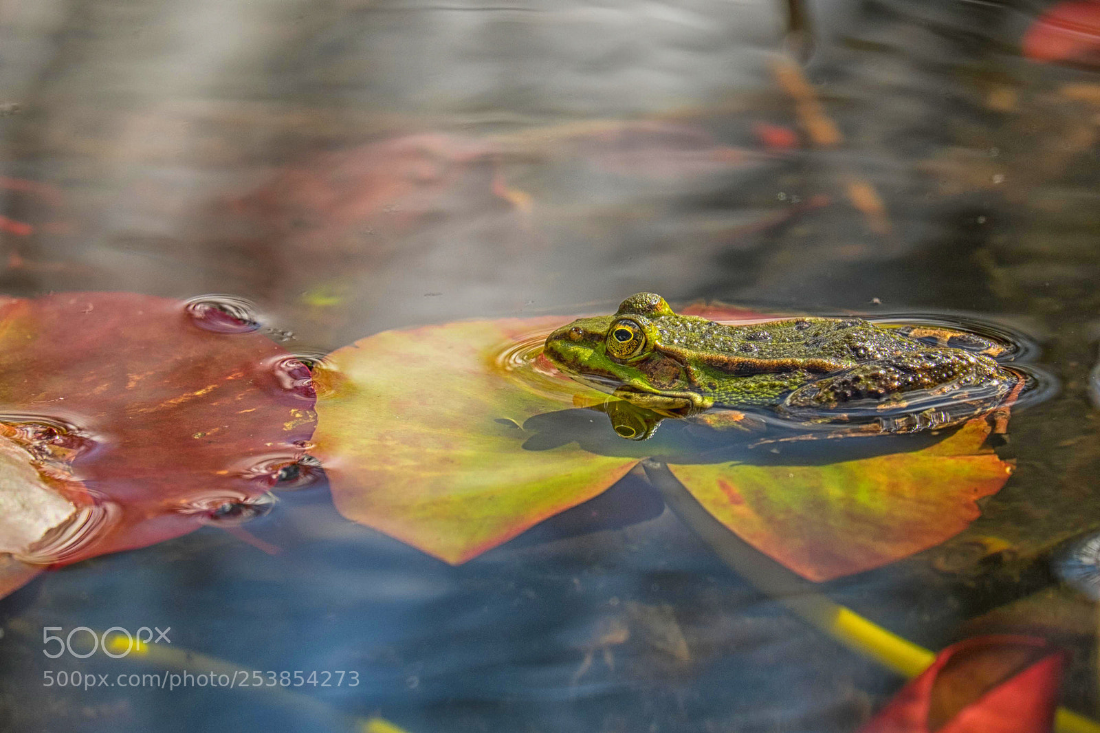 Fujifilm X-T1 sample photo. Frog on leaf photography