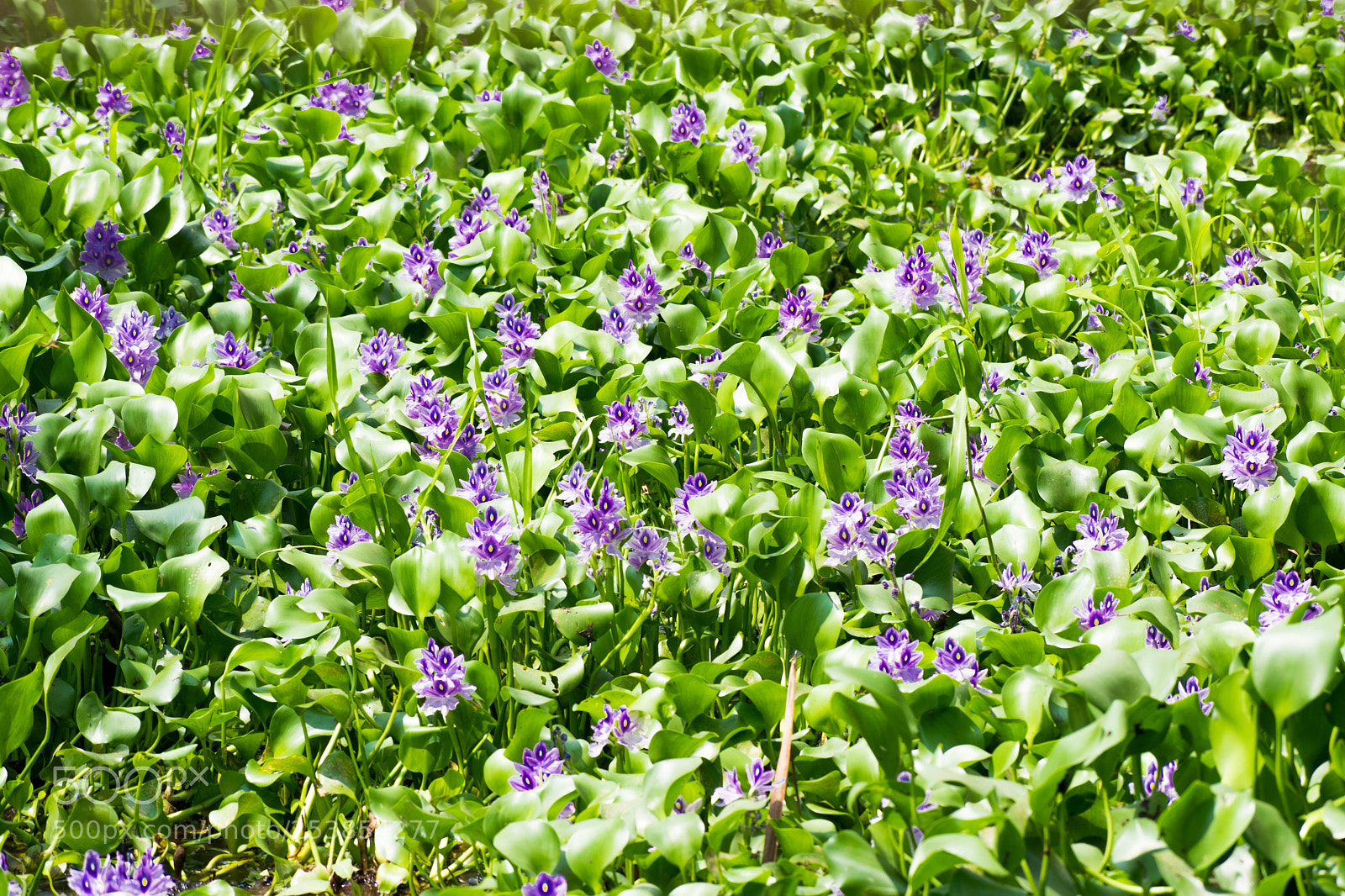Nikon D5300 sample photo. Dsc_0022-1.jpg photography