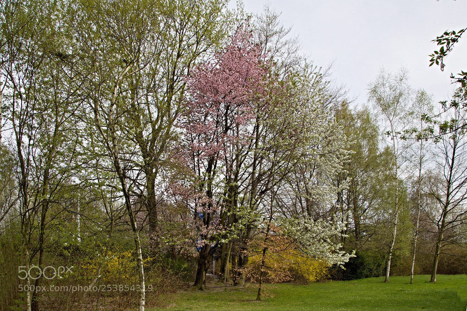 Canon EOS 50D sample photo. Spring in city park_01 photography