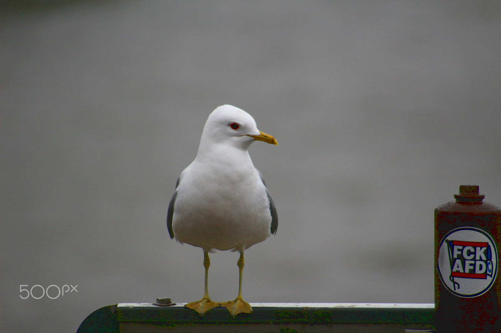 Canon EOS 100D (EOS Rebel SL1 / EOS Kiss X7) + Sigma 70-300mm F4-5.6 APO DG Macro sample photo. Seagull photography