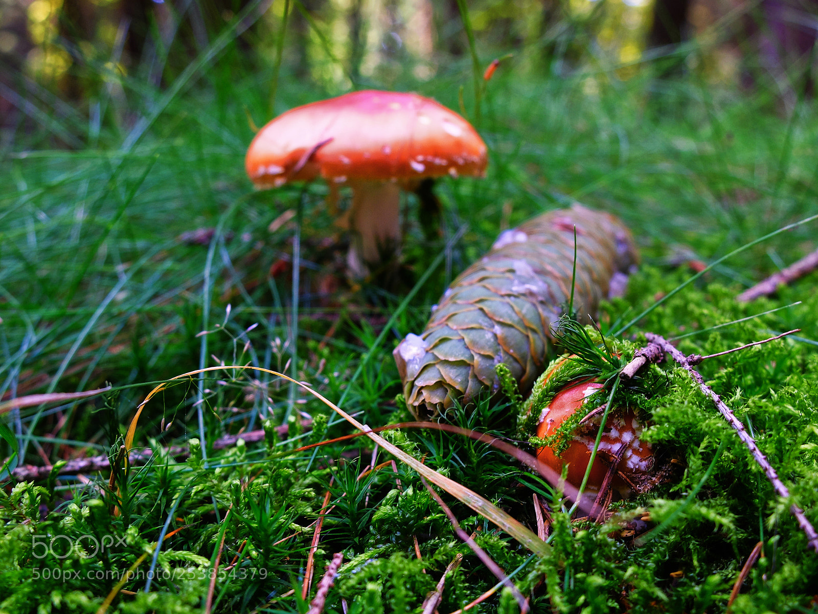 Fujifilm X30 sample photo. Like from fairy tale. photography