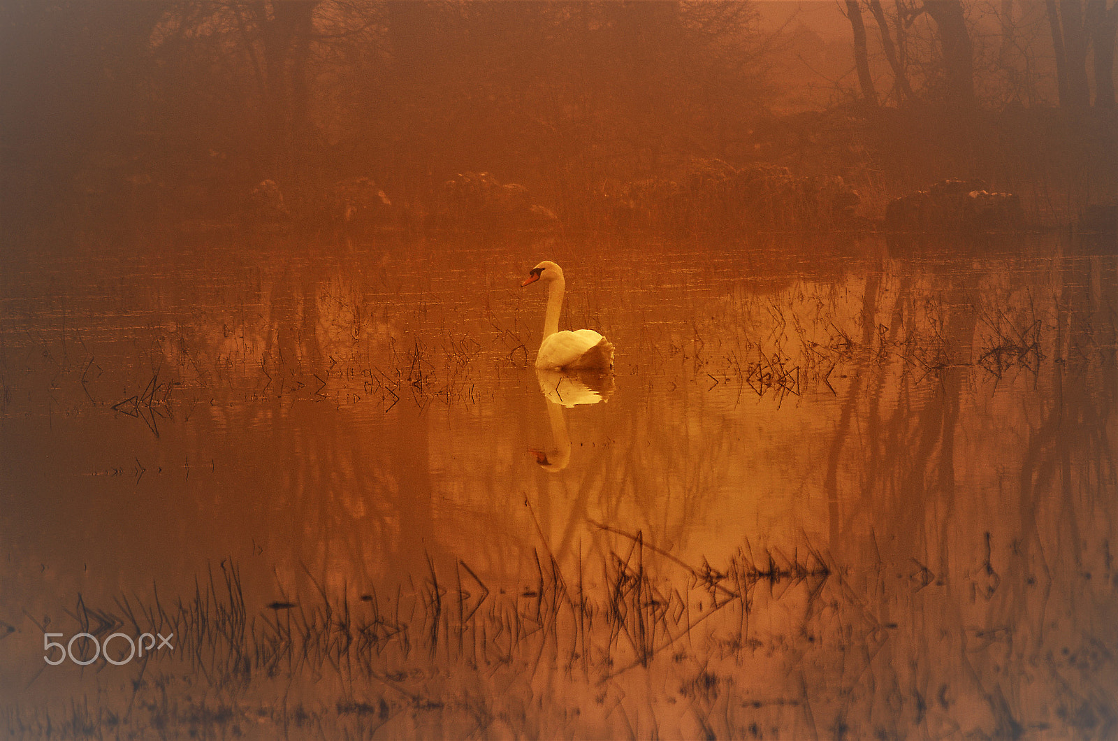 Nikon D7000 sample photo. Swan photography