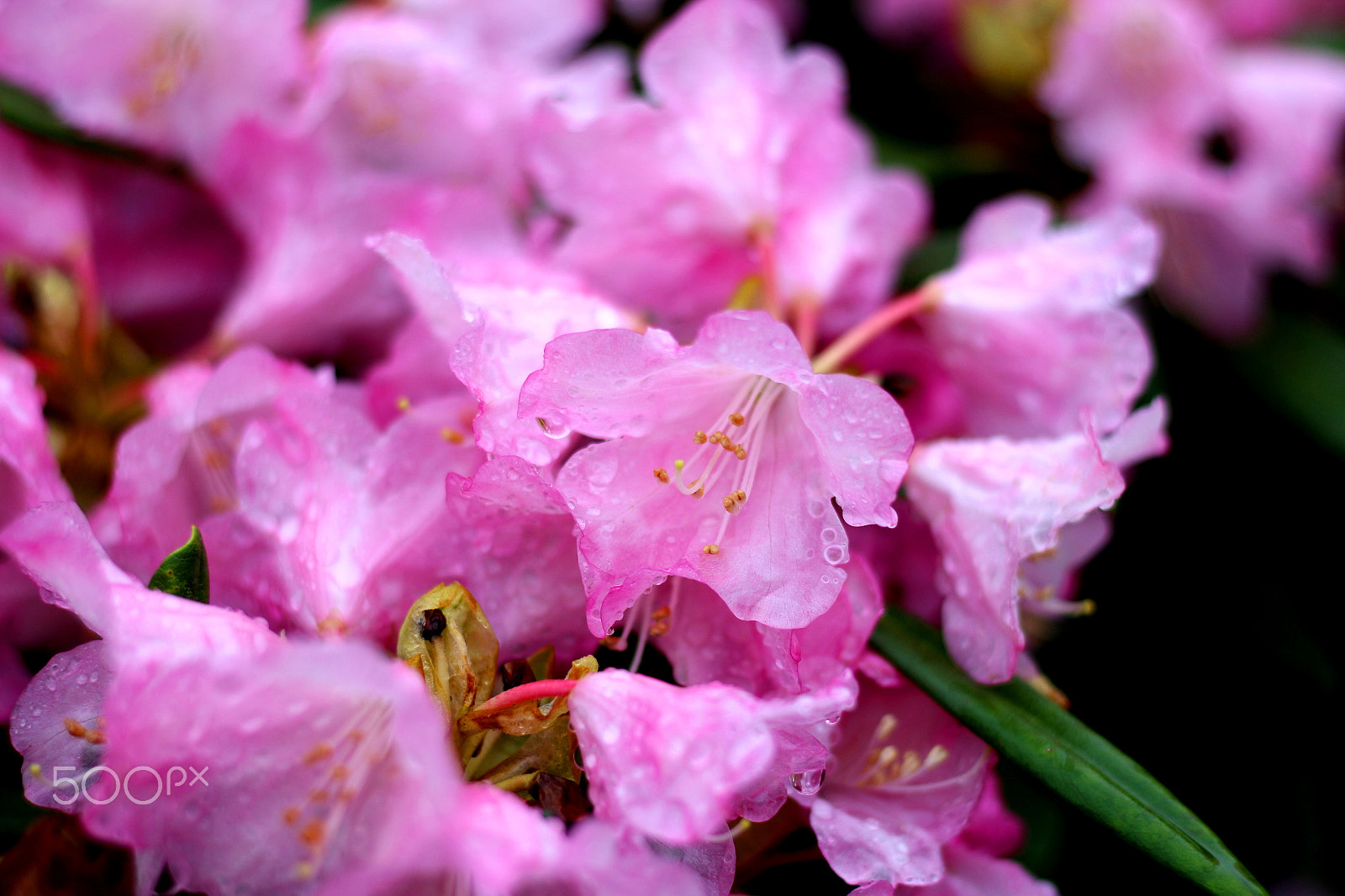 Canon EOS 100D (EOS Rebel SL1 / EOS Kiss X7) + Canon EF 50mm F1.8 STM sample photo. Blossom (with raindrops) photography