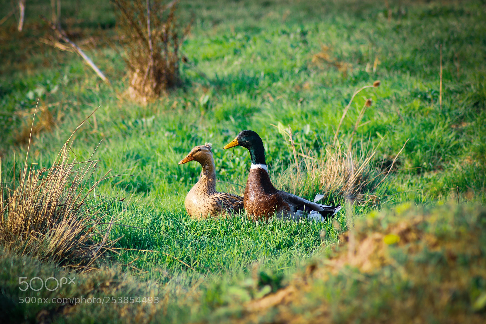 Canon EOS 70D sample photo. Untitled photography