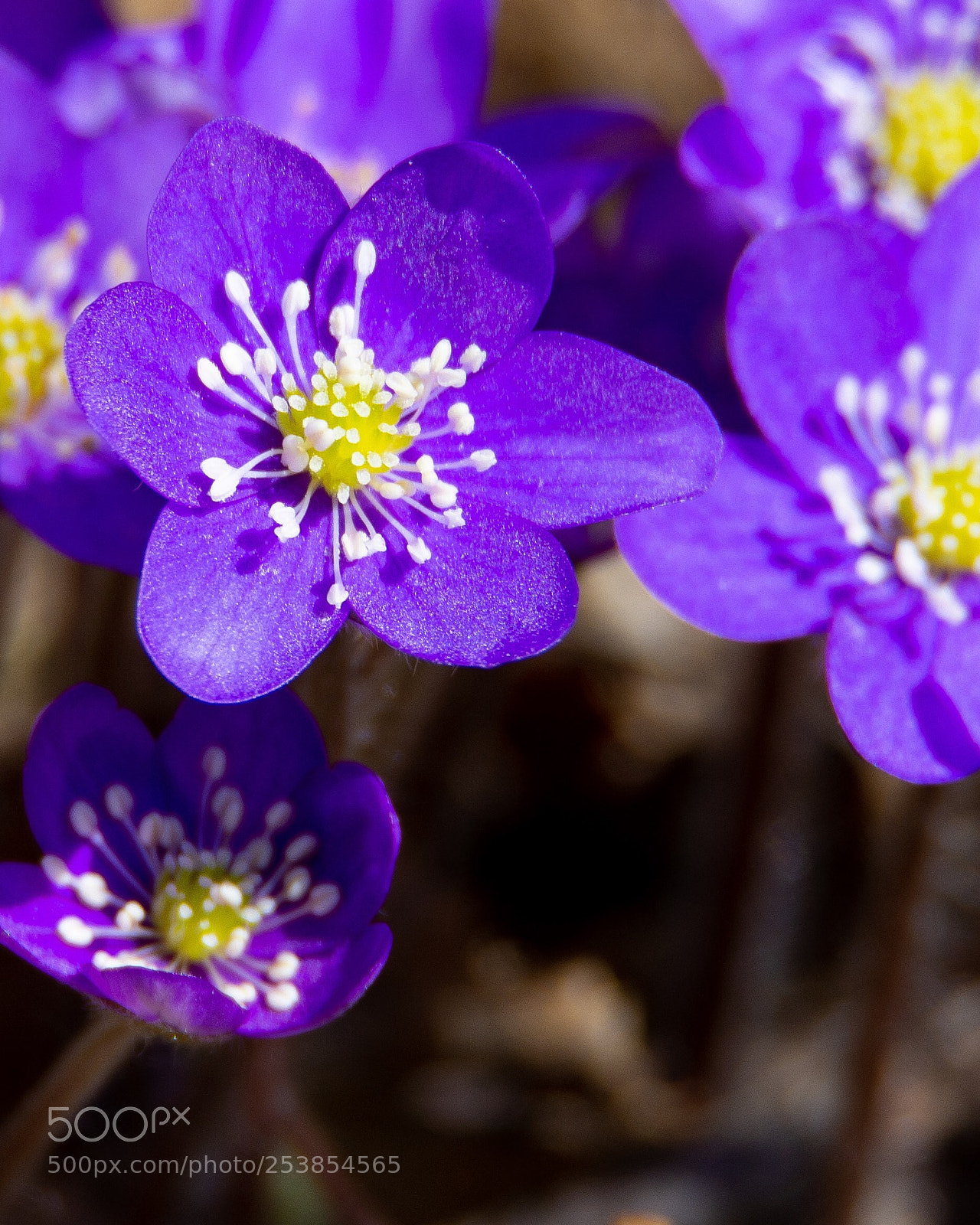 Nikon D7200 sample photo. Spring has sprung photography