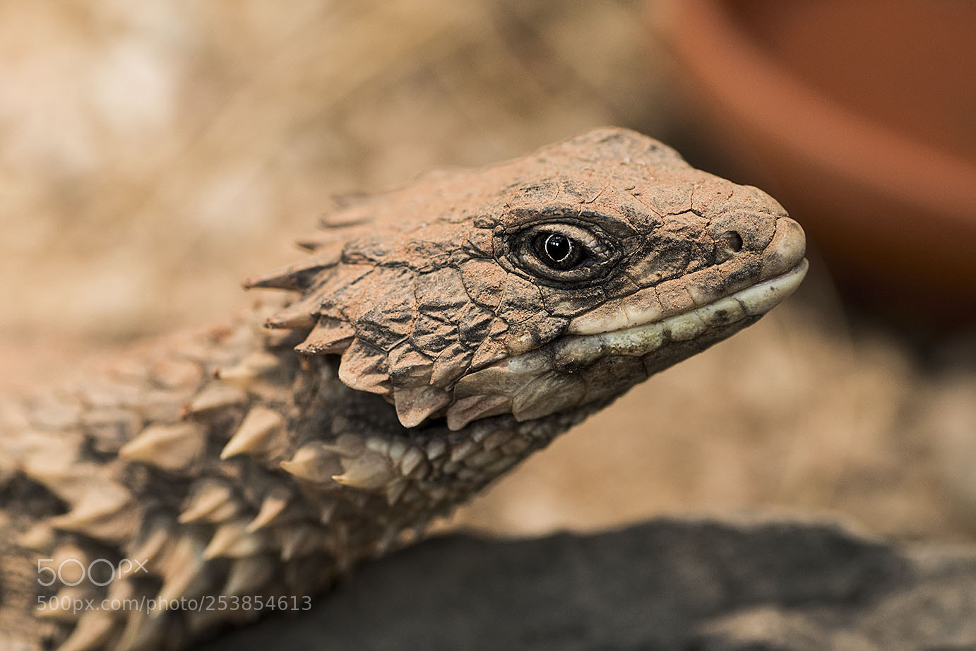 Nikon D3100 sample photo. Dracarys photography