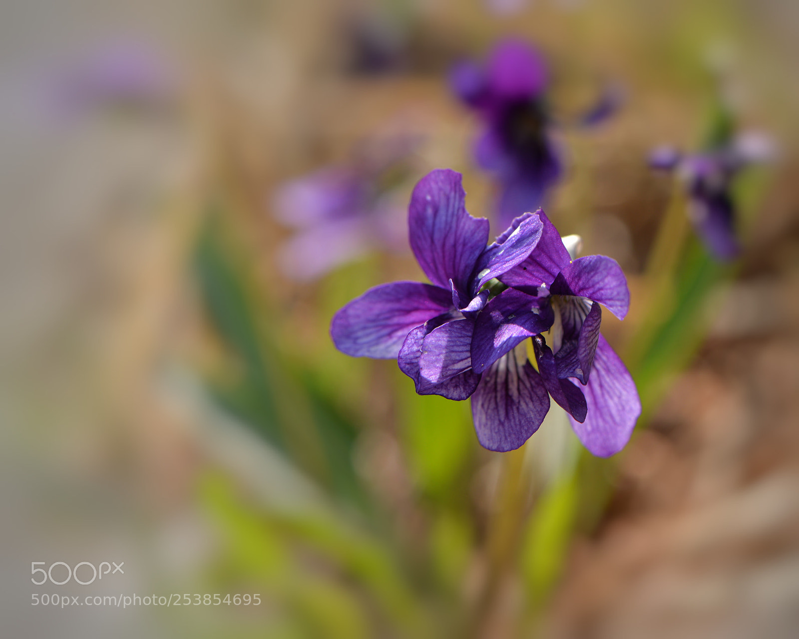 Nikon D610 sample photo. Untitled photography