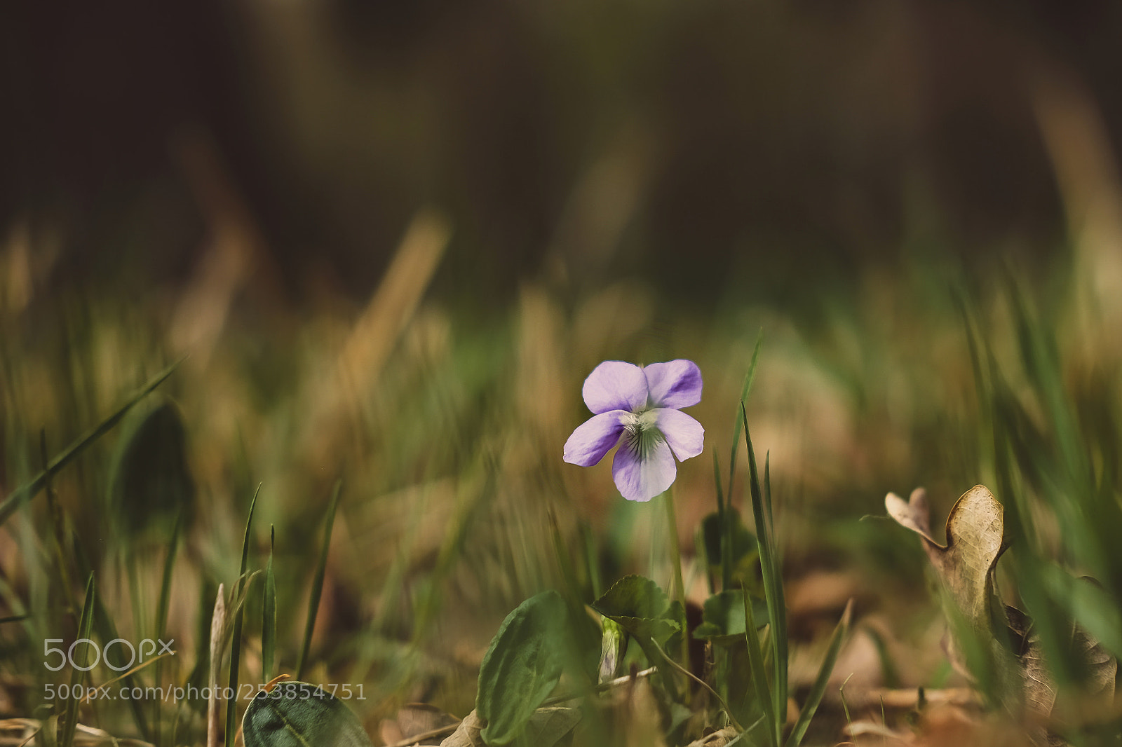 Fujifilm X-T10 sample photo. Flower photography