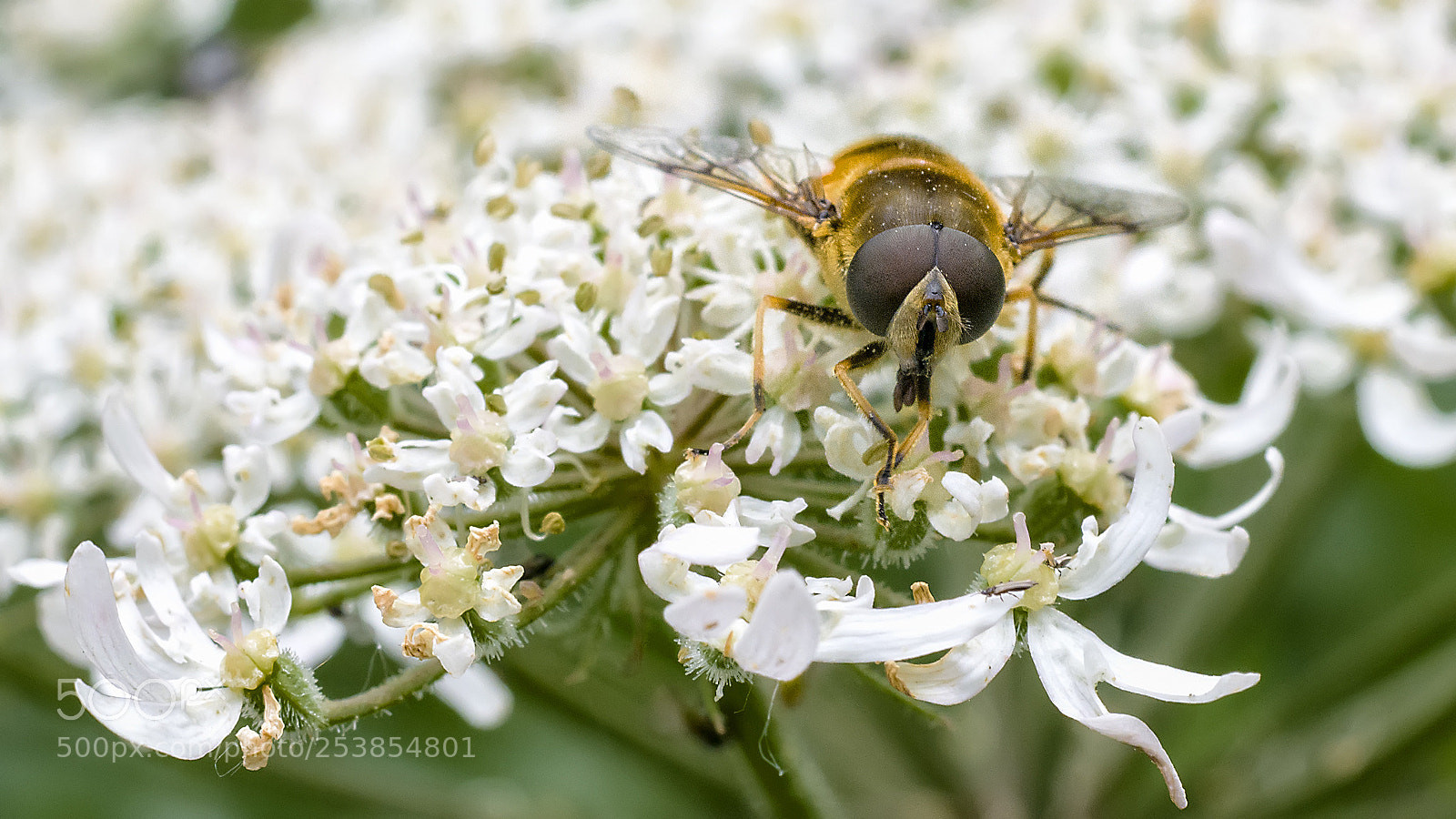 Nikon D5200 sample photo. Hooverfly #5 photography