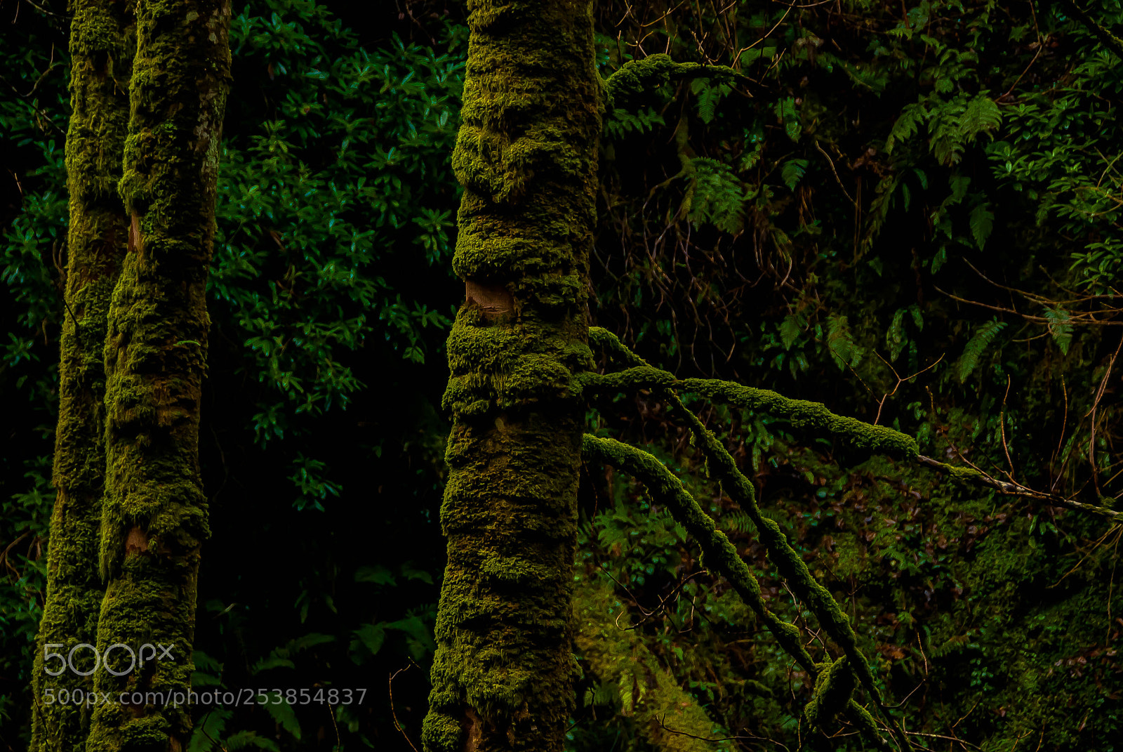 Nikon D60 sample photo. In the forest photography