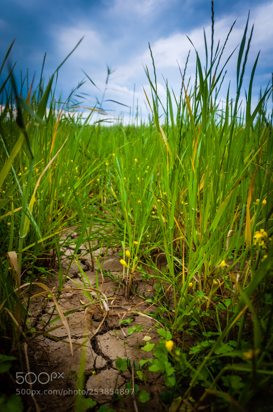 Nikon D90 sample photo. Dryish landscape from oren photography