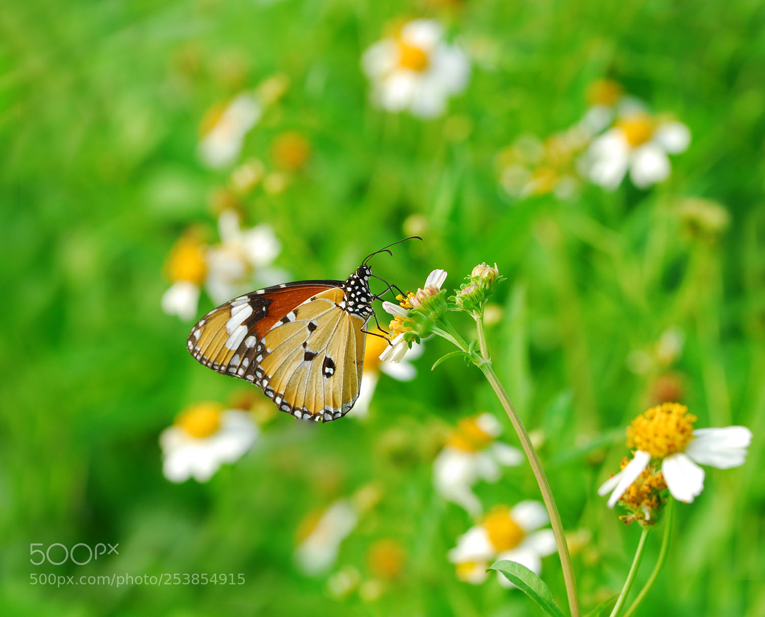 Nikon D200 sample photo. Land of butterfly photography
