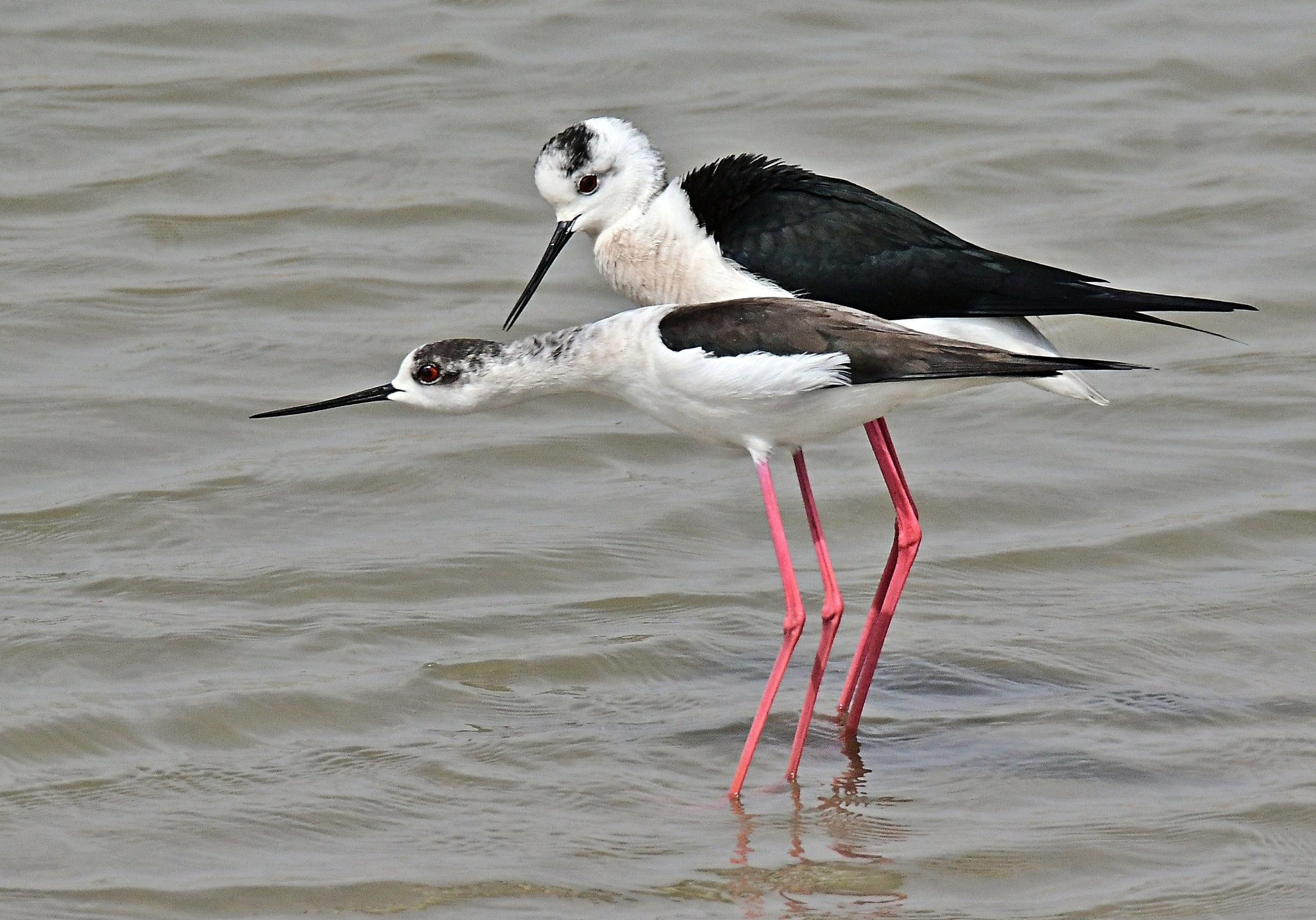 Nikon D500 sample photo. Black winged stilt photography