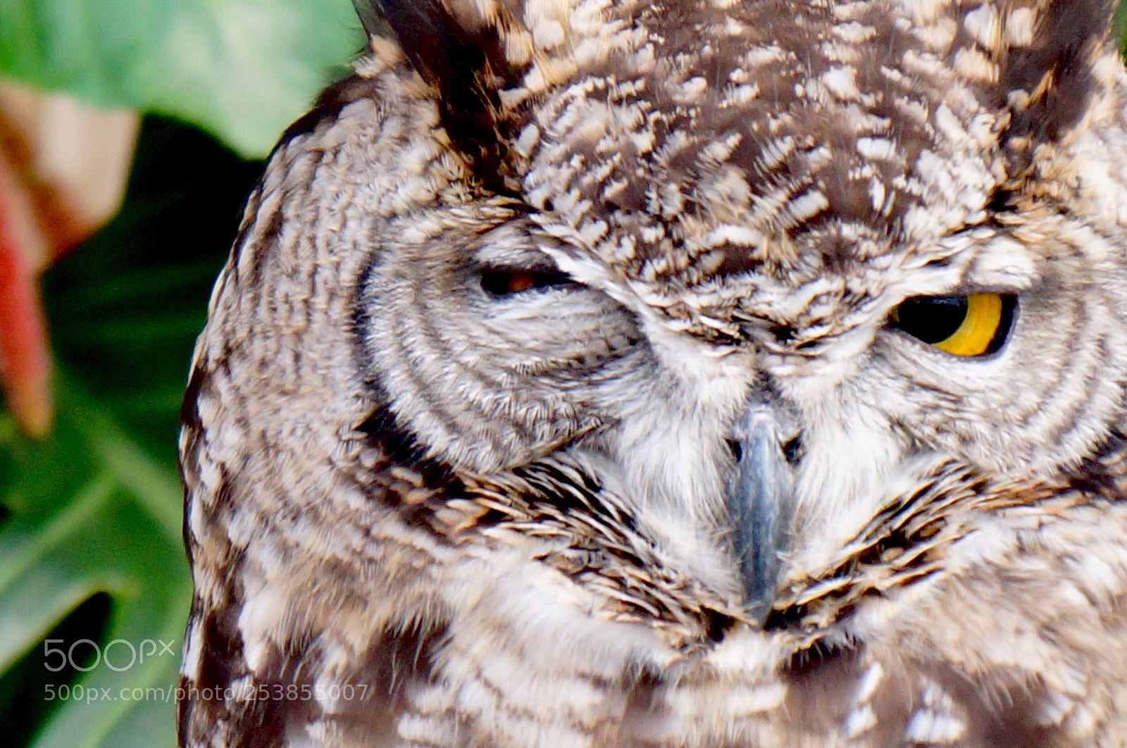 Sony Alpha NEX-3N sample photo. The eared owl.
wink:) photography