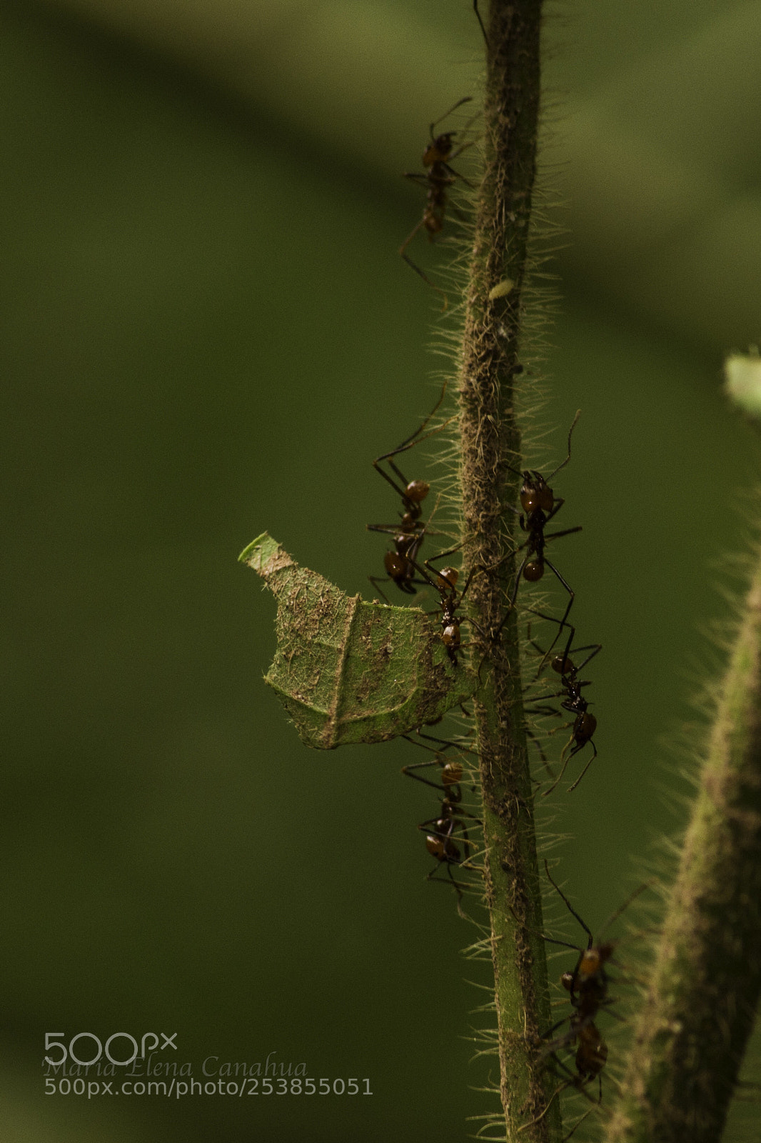 Nikon D5100 sample photo. Hormigas cortadoras de hojas photography