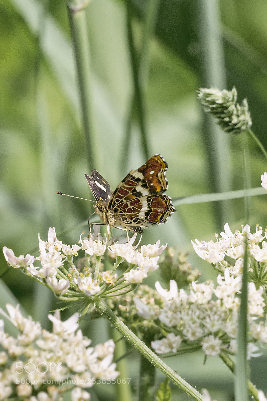 Nikon D5200 sample photo. Butterfly #8 photography