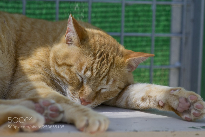 Nikon D3100 sample photo. Untitled photography