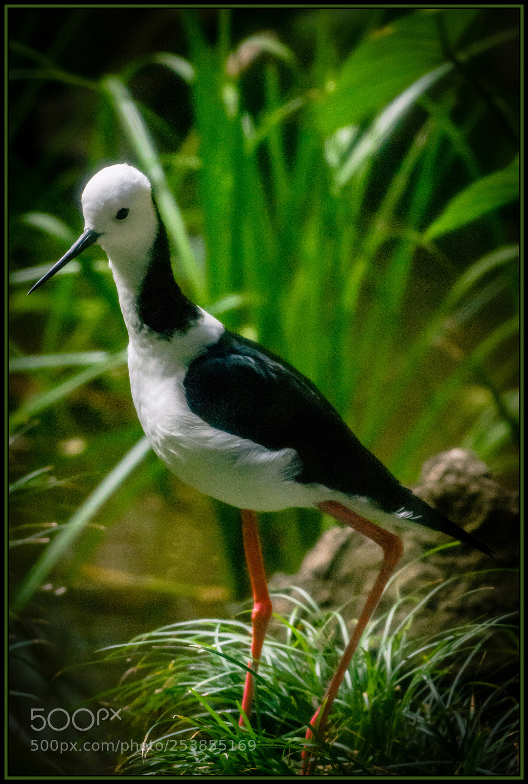 Nikon D7200 sample photo. Black-winged stilt photography