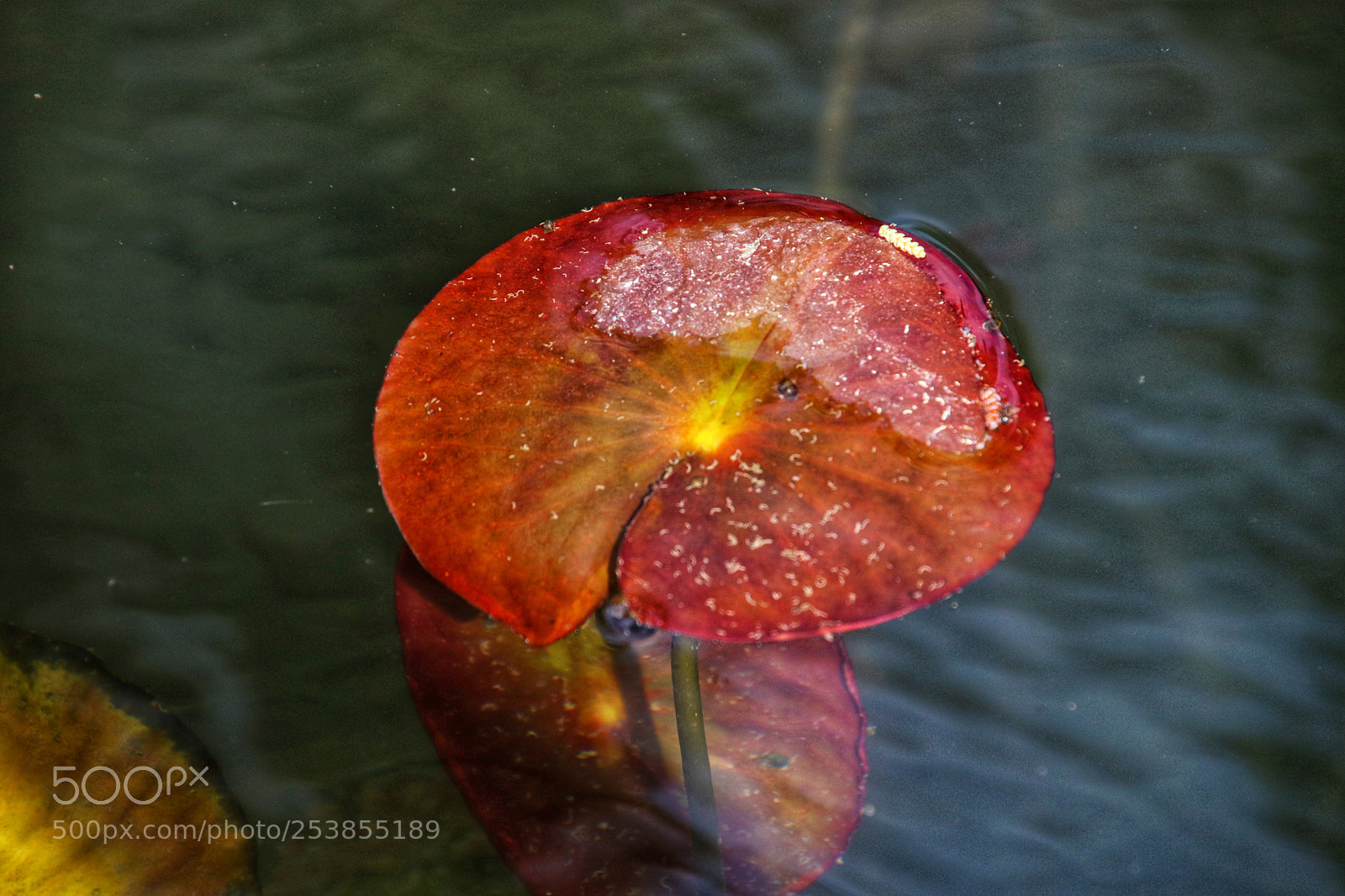 Canon EOS 77D (EOS 9000D / EOS 770D) sample photo. Water leaf photography