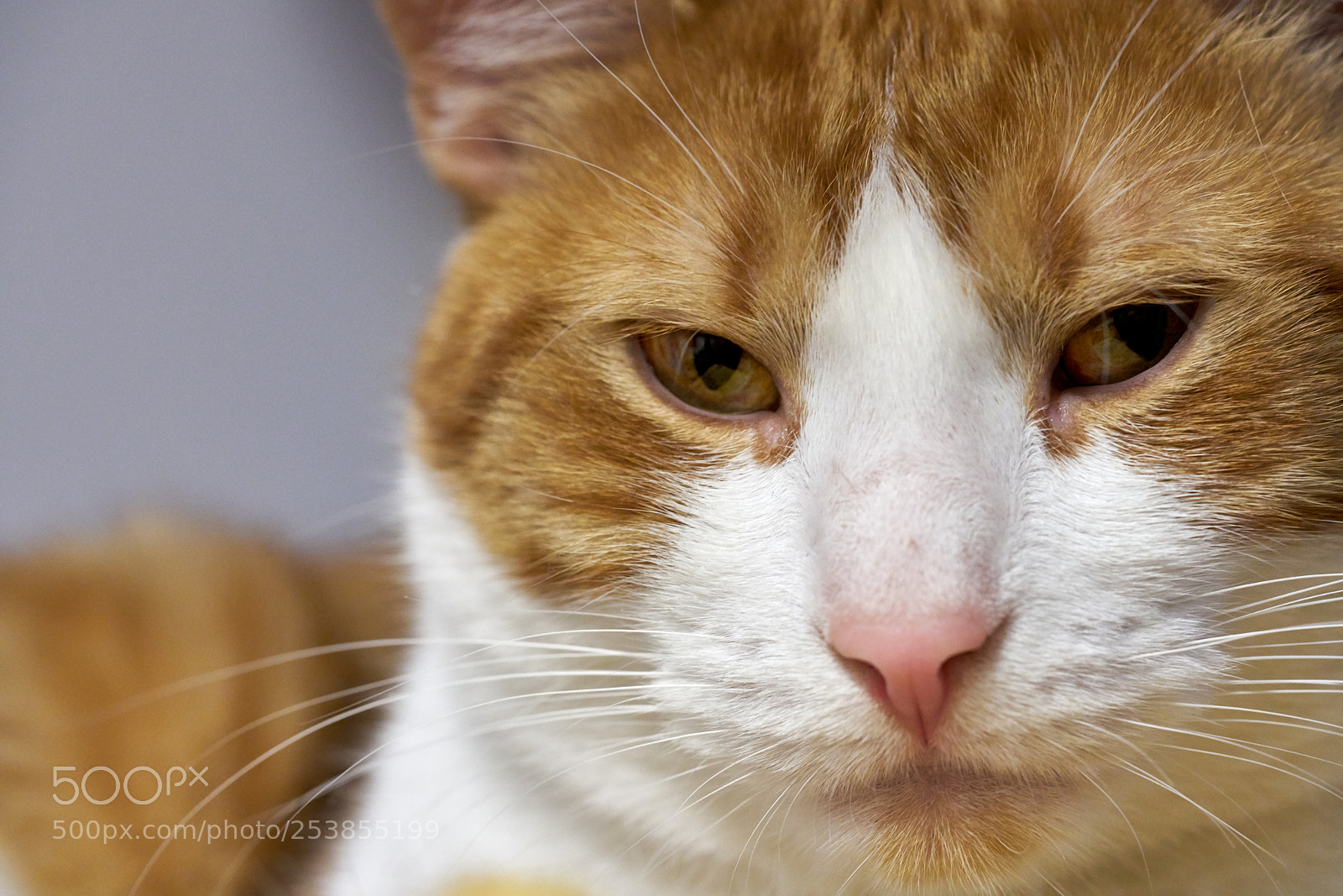 Sony a7R II + Sony FE 90mm F2.8 Macro G OSS sample photo. 2018_04_15 photography