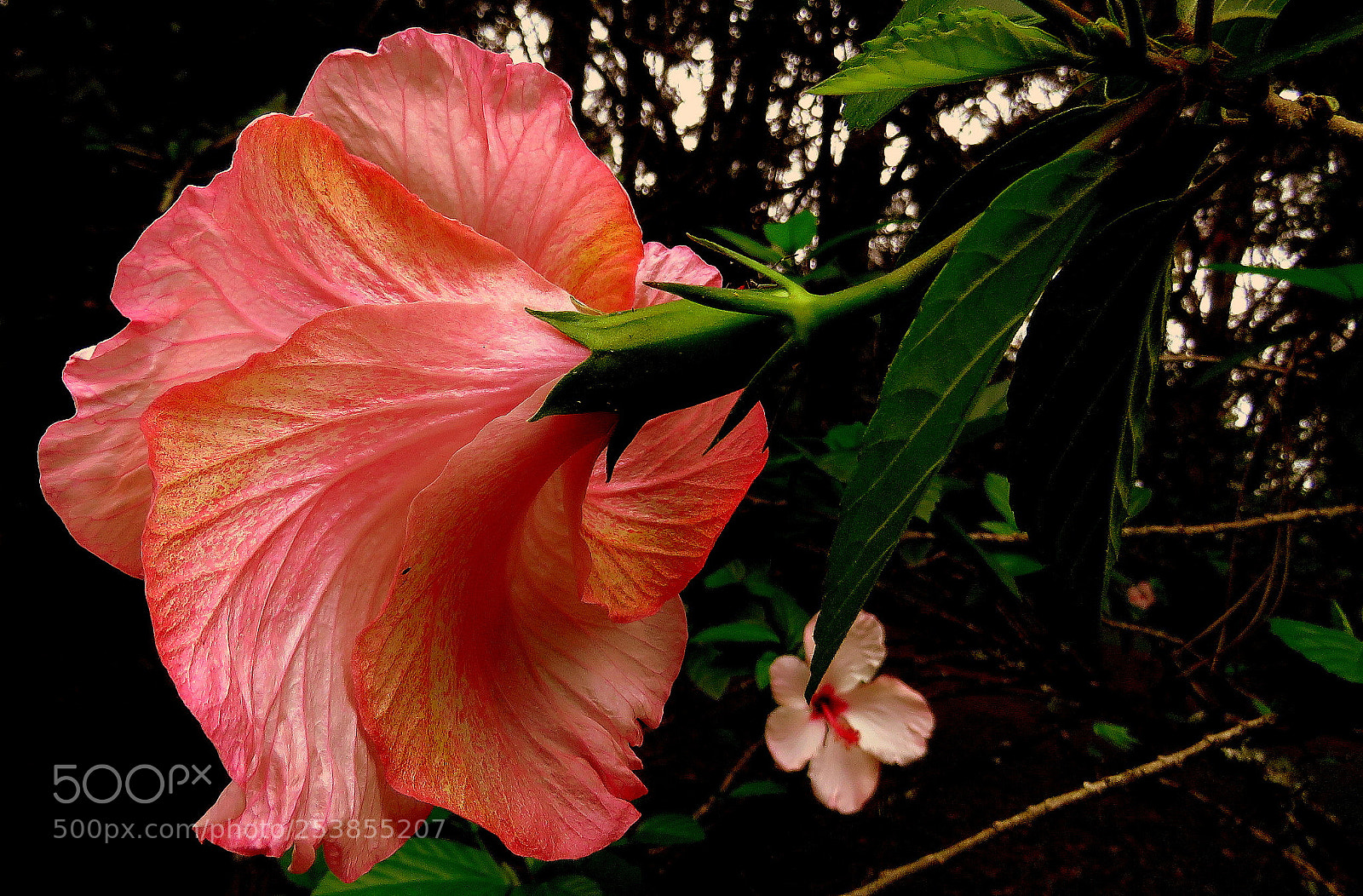 Canon PowerShot SX60 HS sample photo. In the garden photography