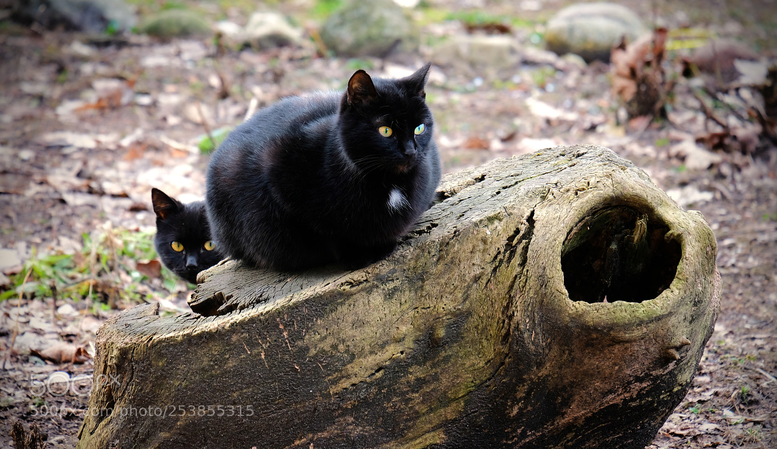 Fujifilm X-T20 sample photo. Two black cats on photography