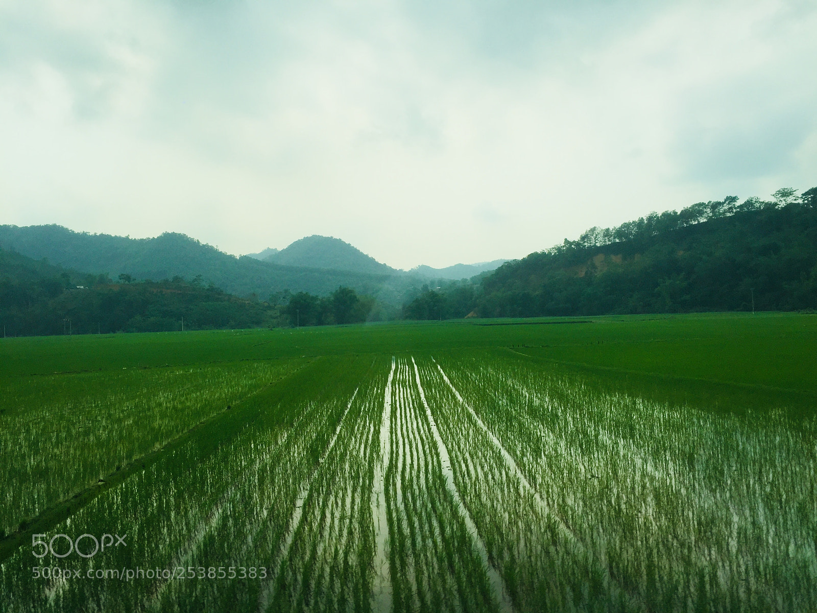 Apple iPhone 6 sample photo. Rice field photography