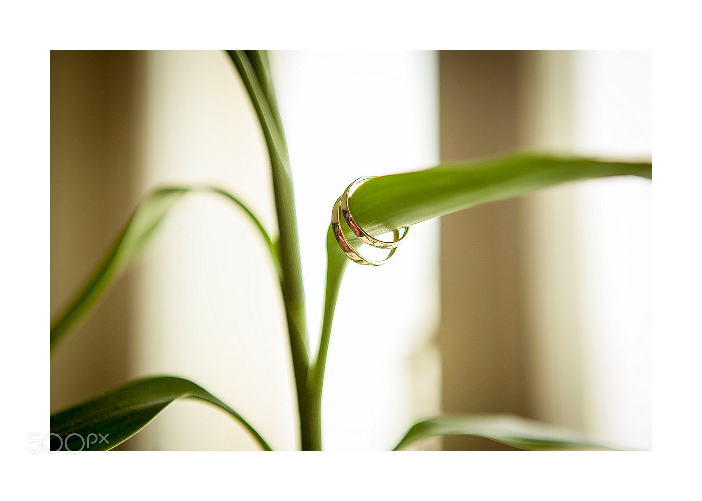 Canon EOS 5D Mark II sample photo. Love rings photography