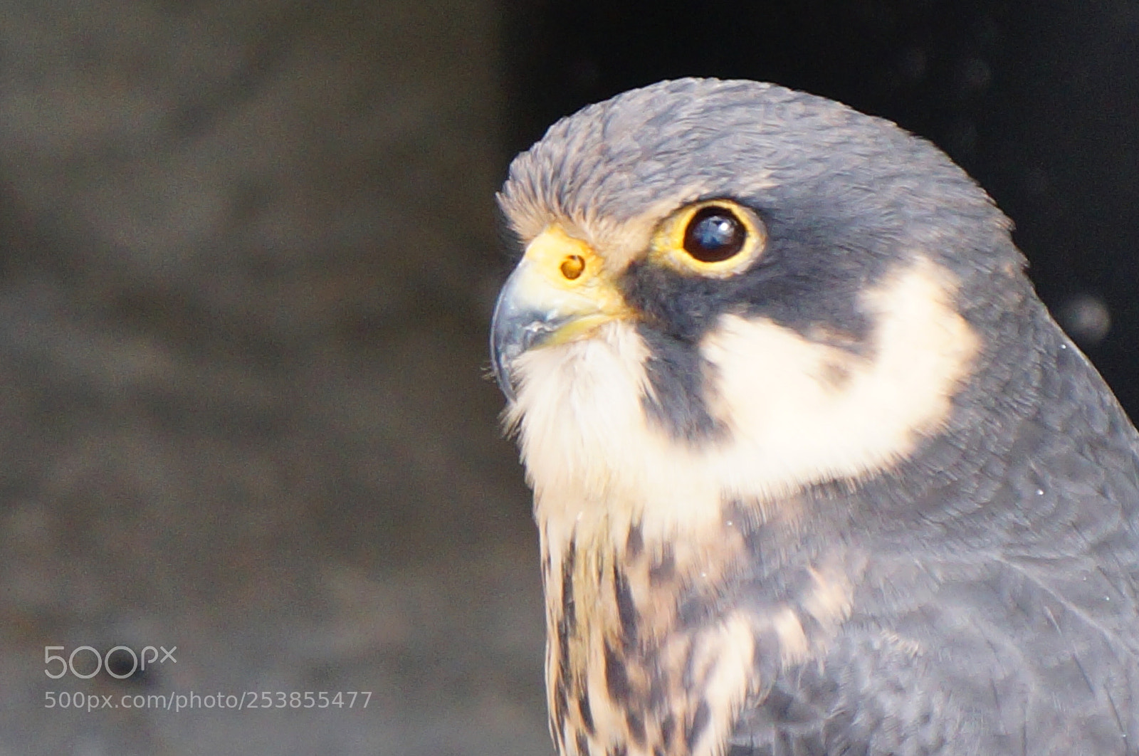 Sony Alpha NEX-3N sample photo. The falcon. photography