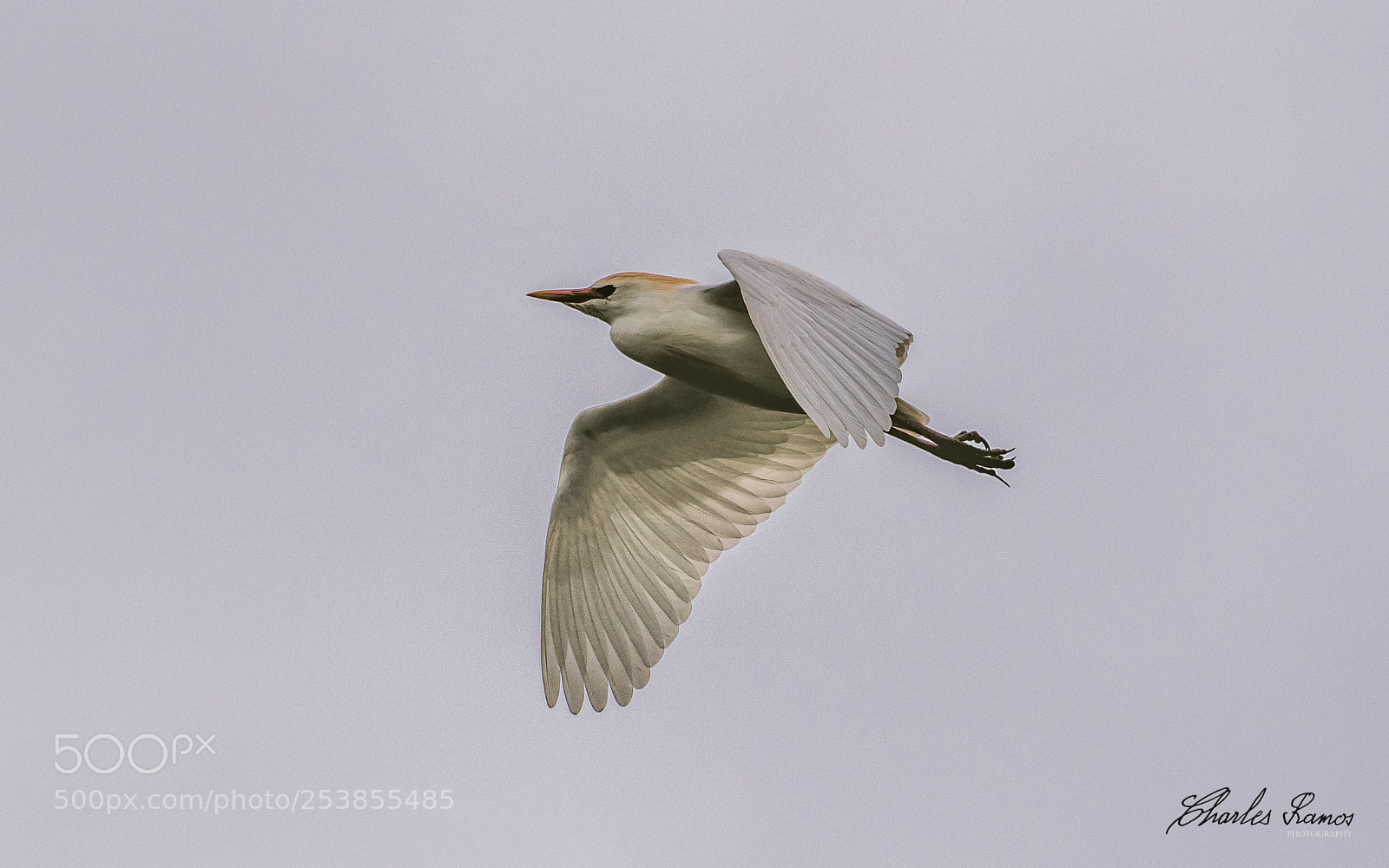 Nikon D500 sample photo. Egret's flight photography