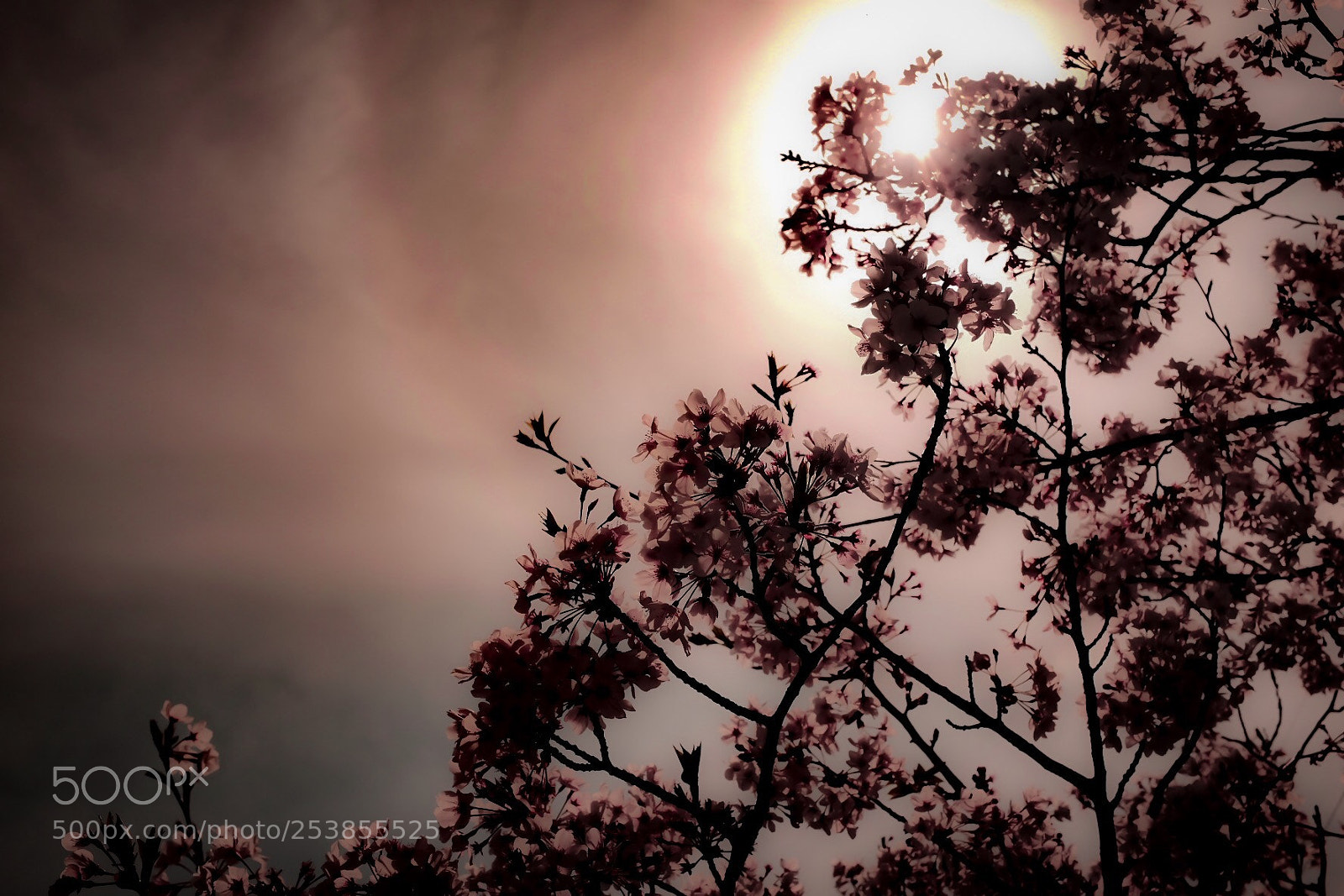 Fujifilm X100T sample photo. Sakura2 photography