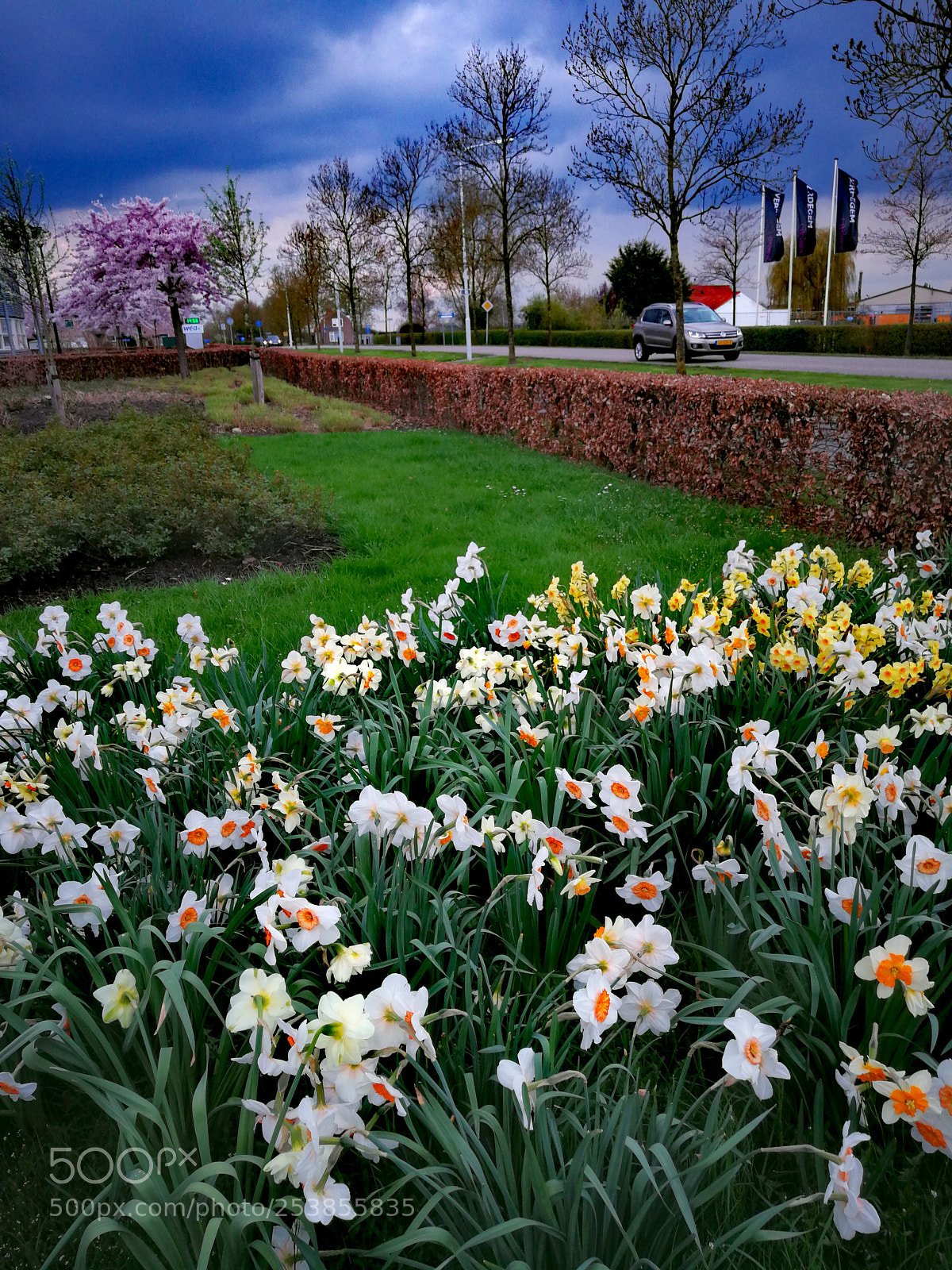 HUAWEI P10 Plus sample photo. Spring photography