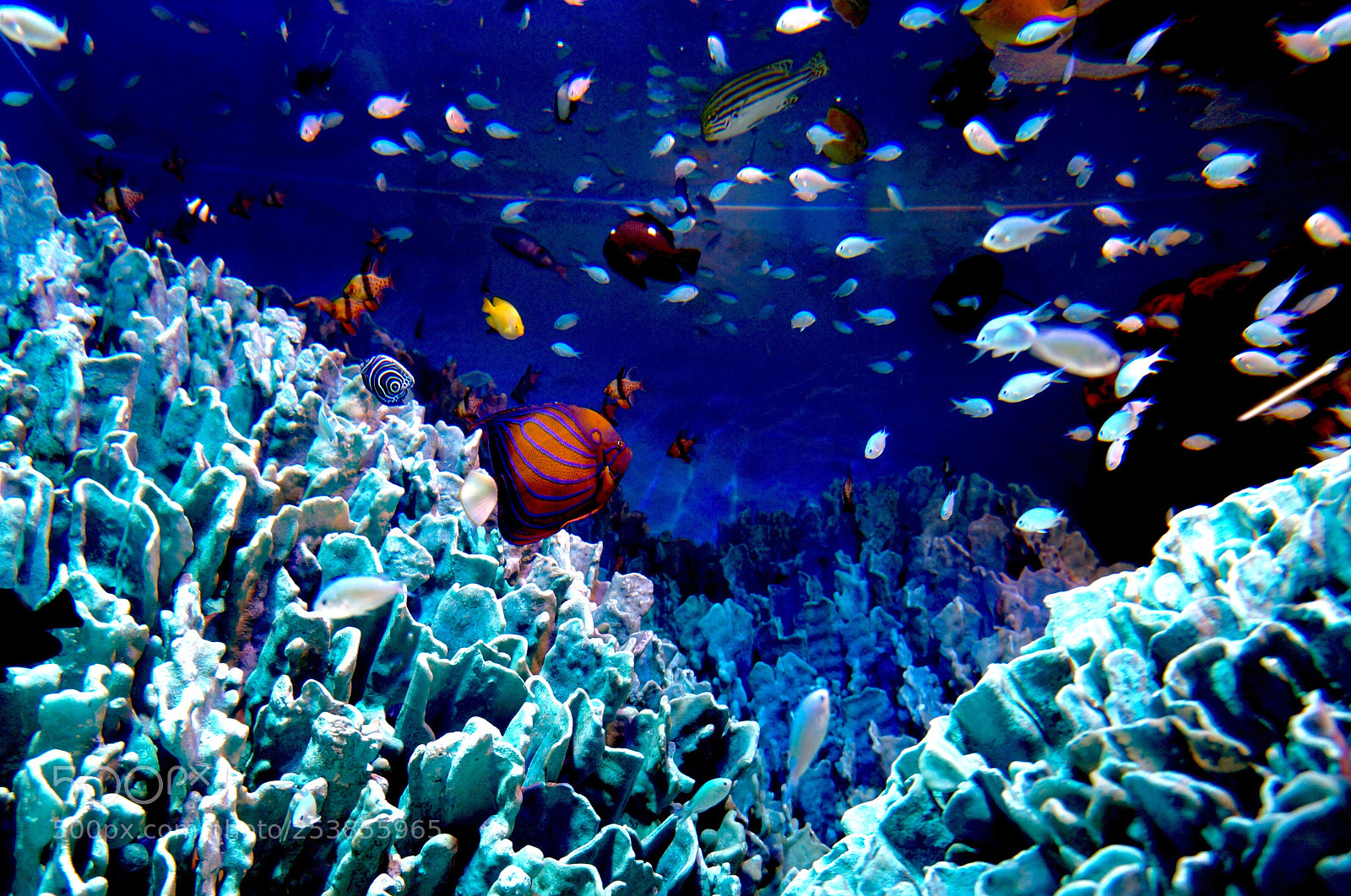 Sony Alpha NEX-3N sample photo. Aquarium photography