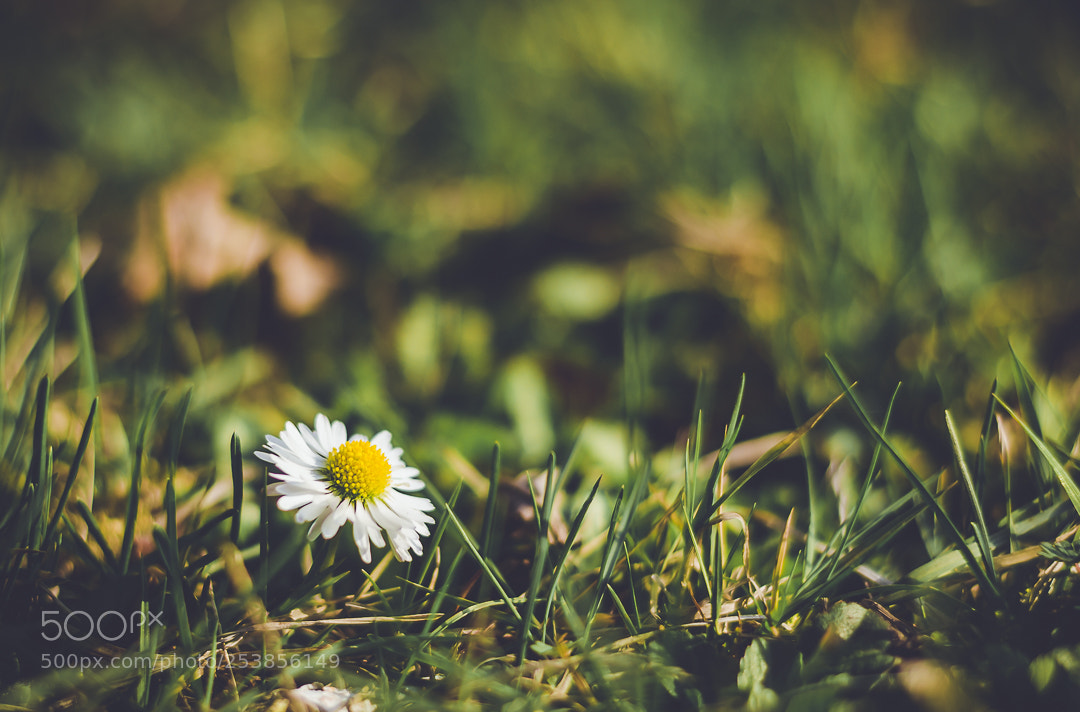 Nikon D5100 sample photo. Spring_5 photography