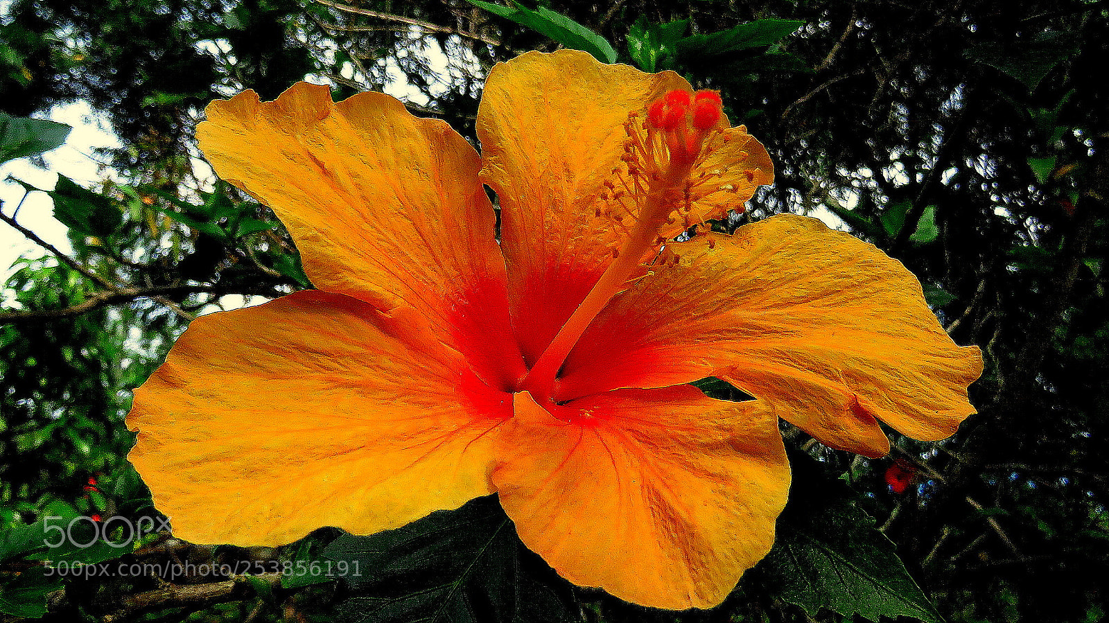 Canon PowerShot SX60 HS sample photo. Yellow beauty ... photography