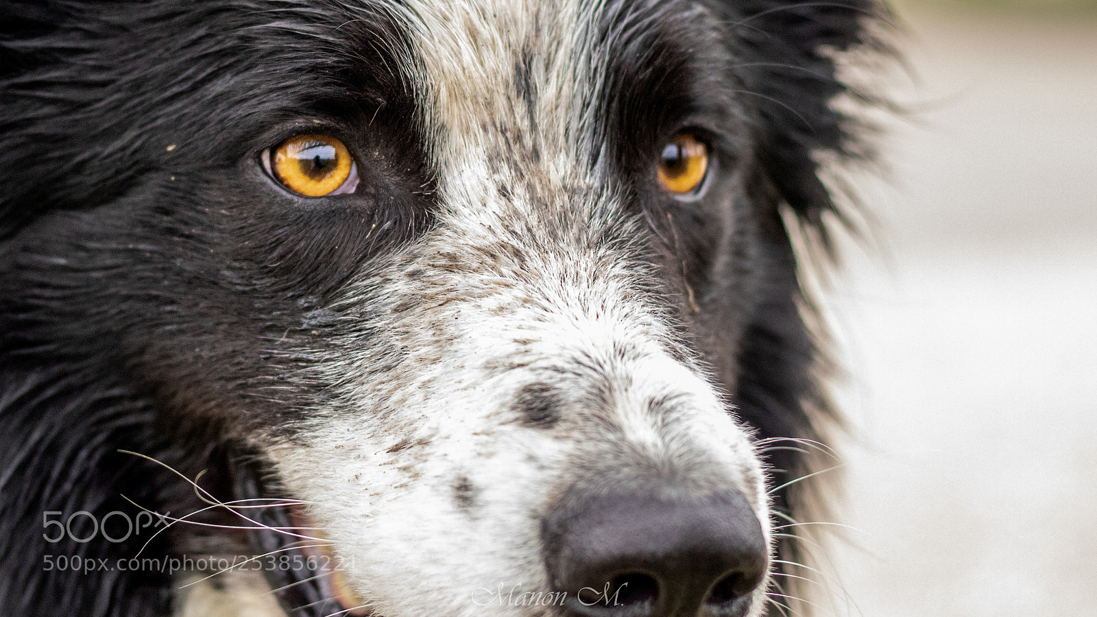 Canon EOS 750D (EOS Rebel T6i / EOS Kiss X8i) sample photo. Tout le chien est photography